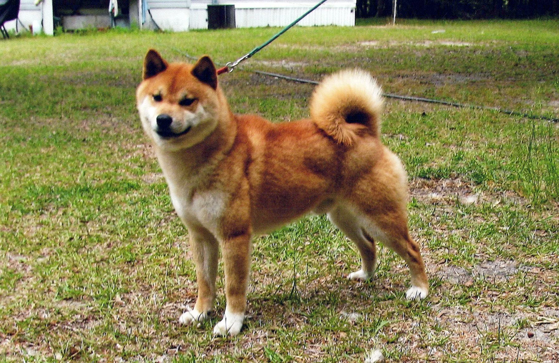 A Shiba Inu dog standing on grass in a yard, with a curled tail and a smile.