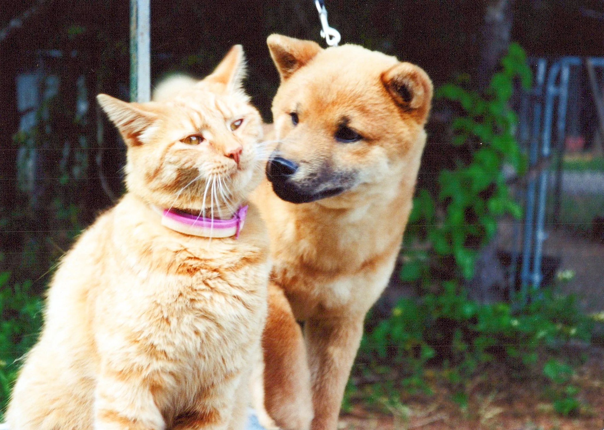 A ginger cat and a Shiba Inu dog sitting close together outdoors, with a black fence and green plants in the background.