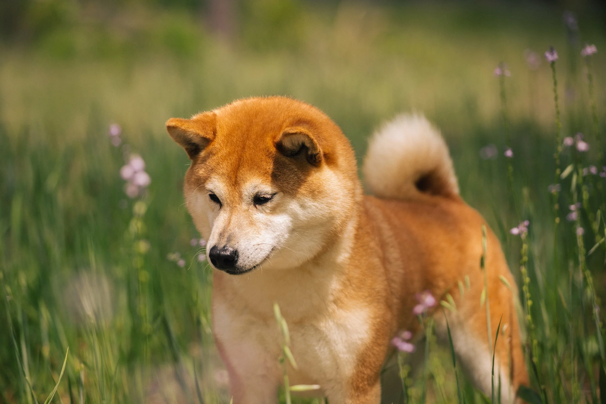 A Shiba Inu dog standing in a grassy field with small purple flowers, looking down with eyes partly closed.