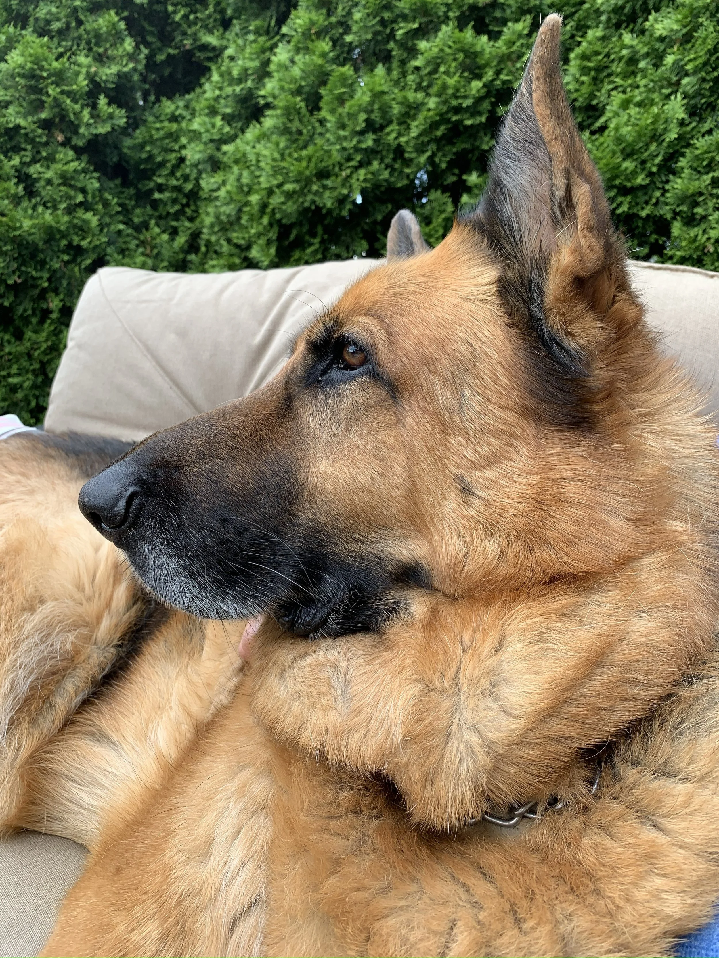 Samus on the deck.jpg