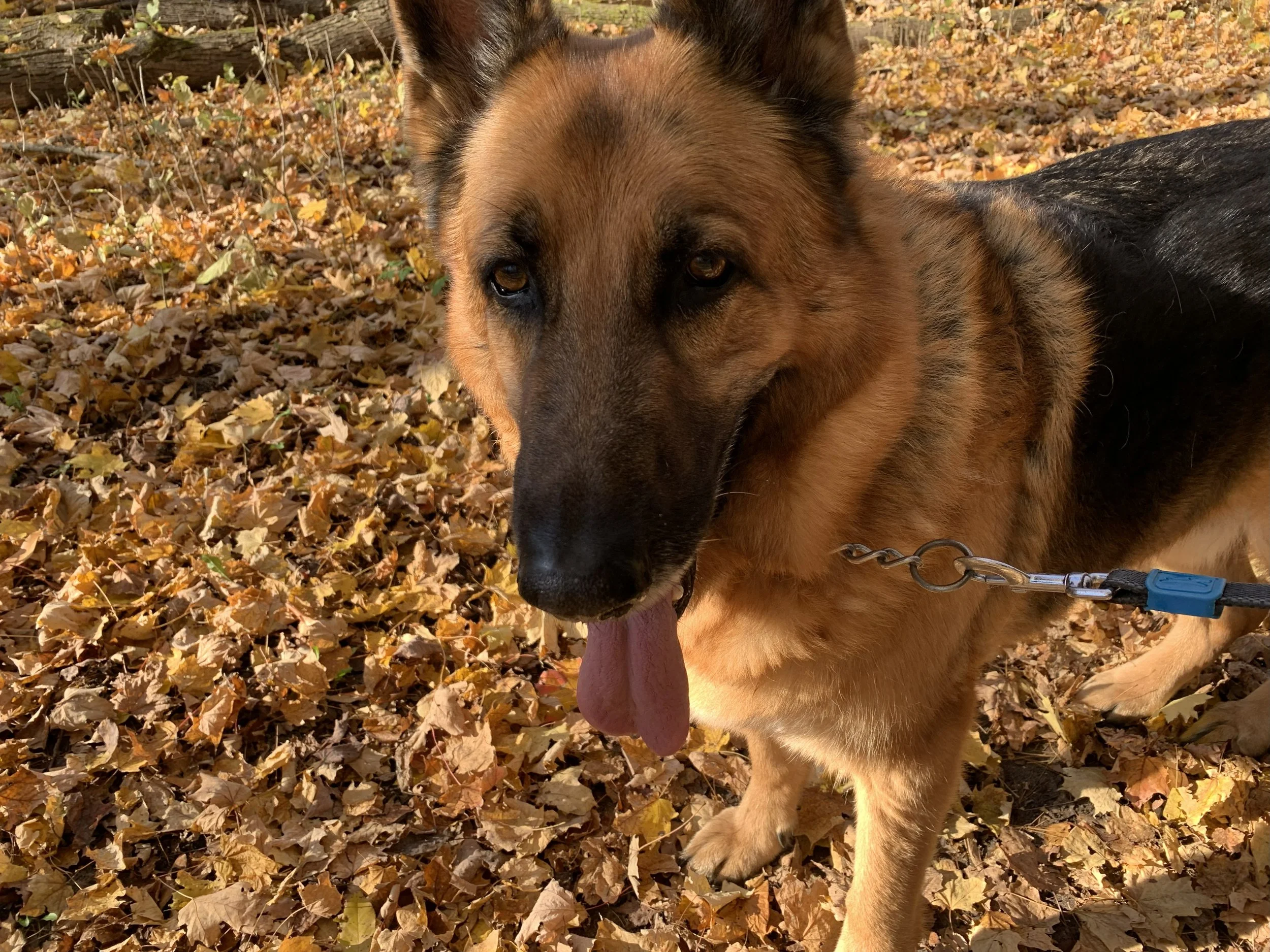 Samu in the forest.jpg