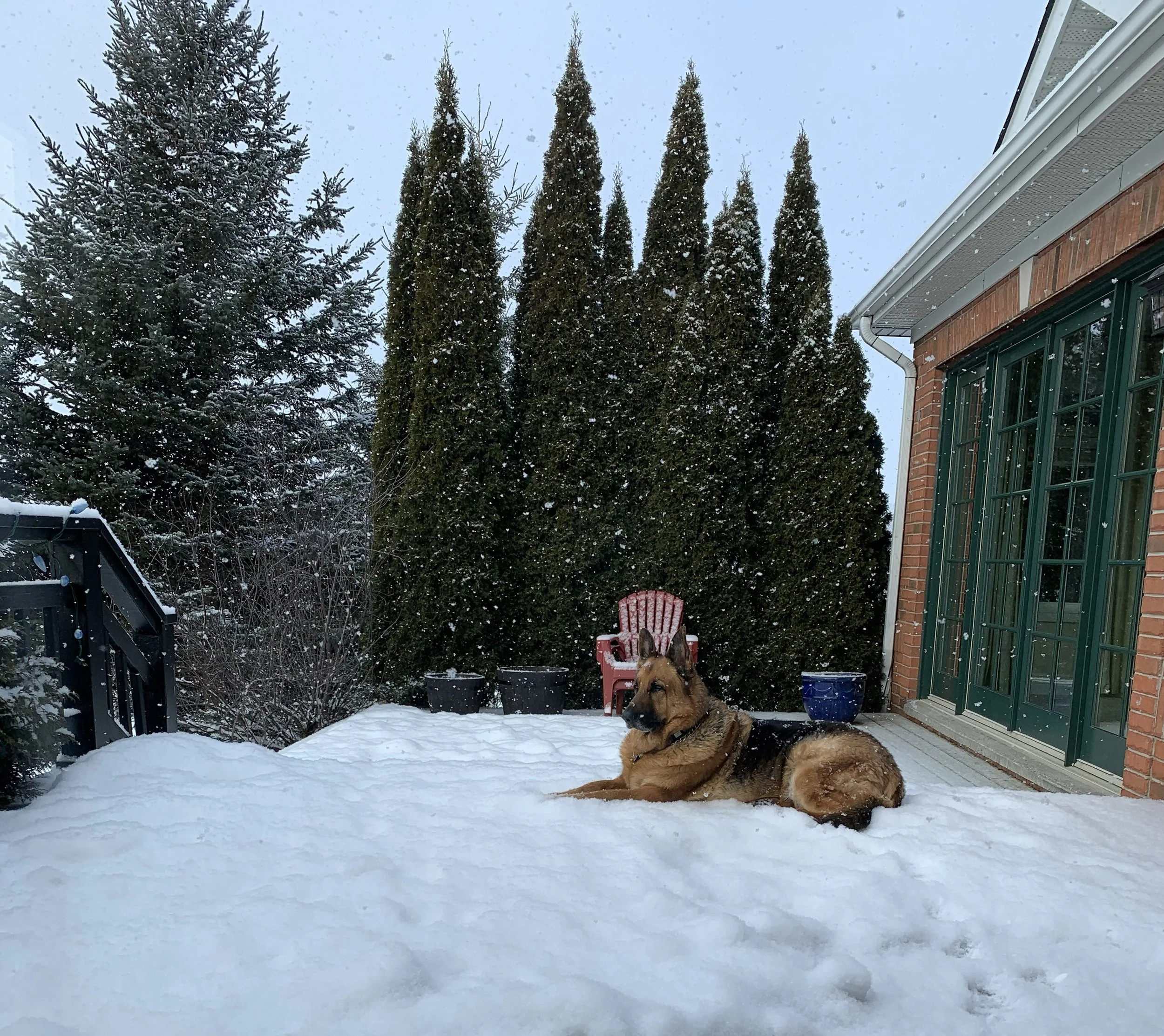 Samu in the snow.jpg