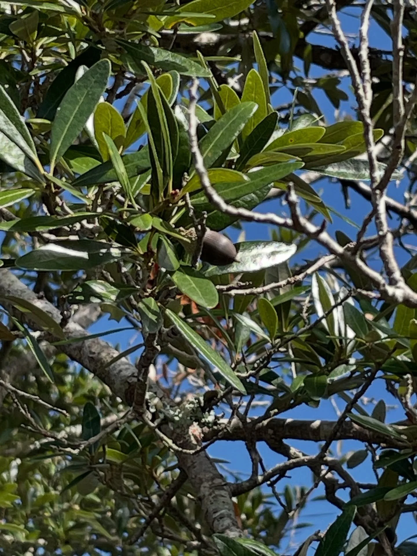 We had a great acorn forage this week.  The Grand Tree Renewal Project has a goal to educate the community on the value and benefits of live oak trees.  Consider a live oak tree purchase as a holiday gift 🎁 for yourself or donate a tree to be plante