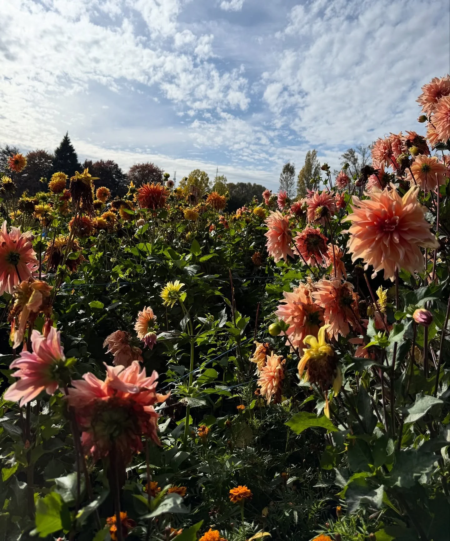 Fall so far 🍂
Training hard, eating well, loving deeply, and finding magic in the small moments