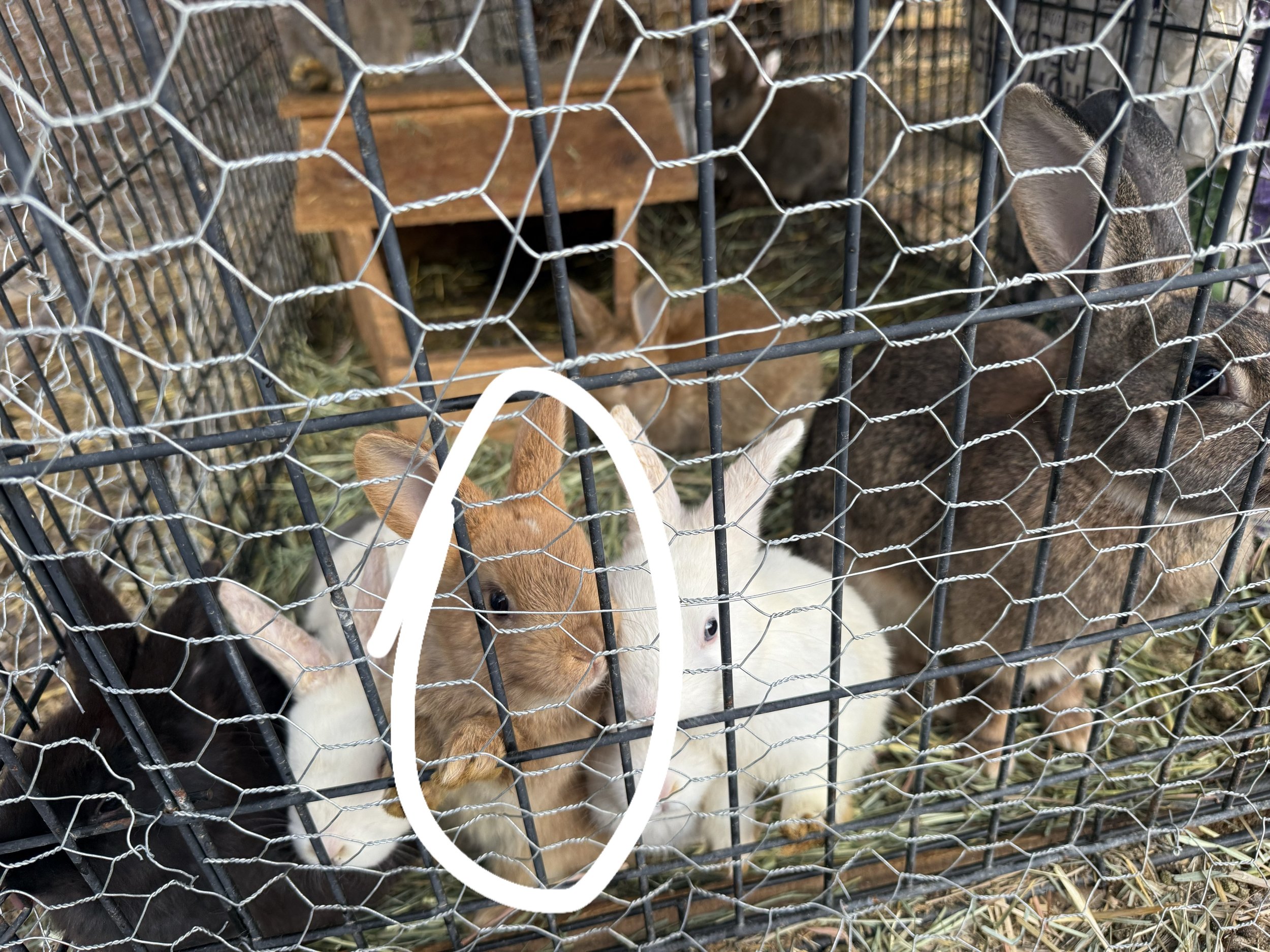 Rabbit Deposit