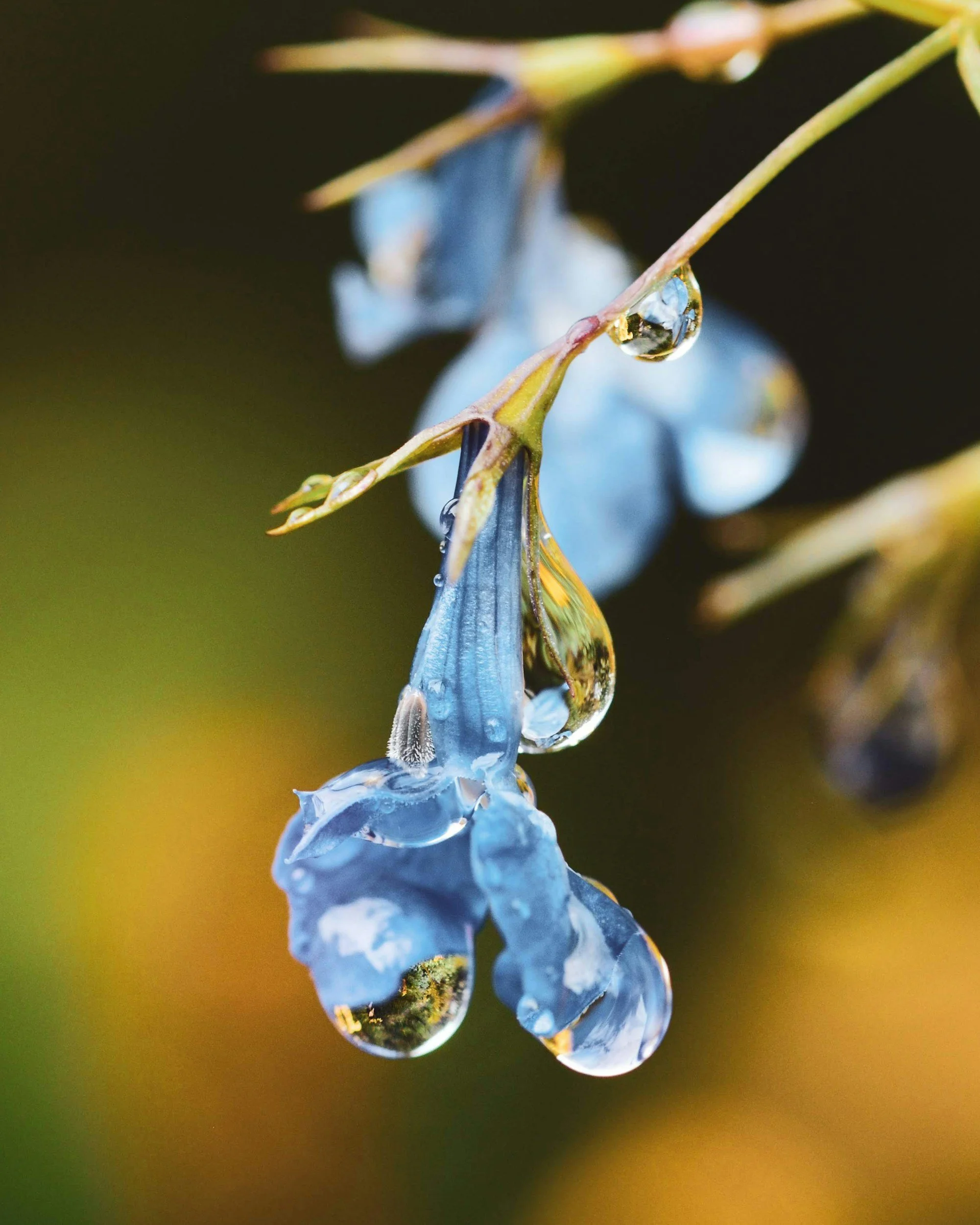 The Language of Dew