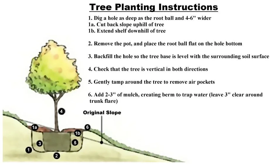 Tree Planting Guidelines