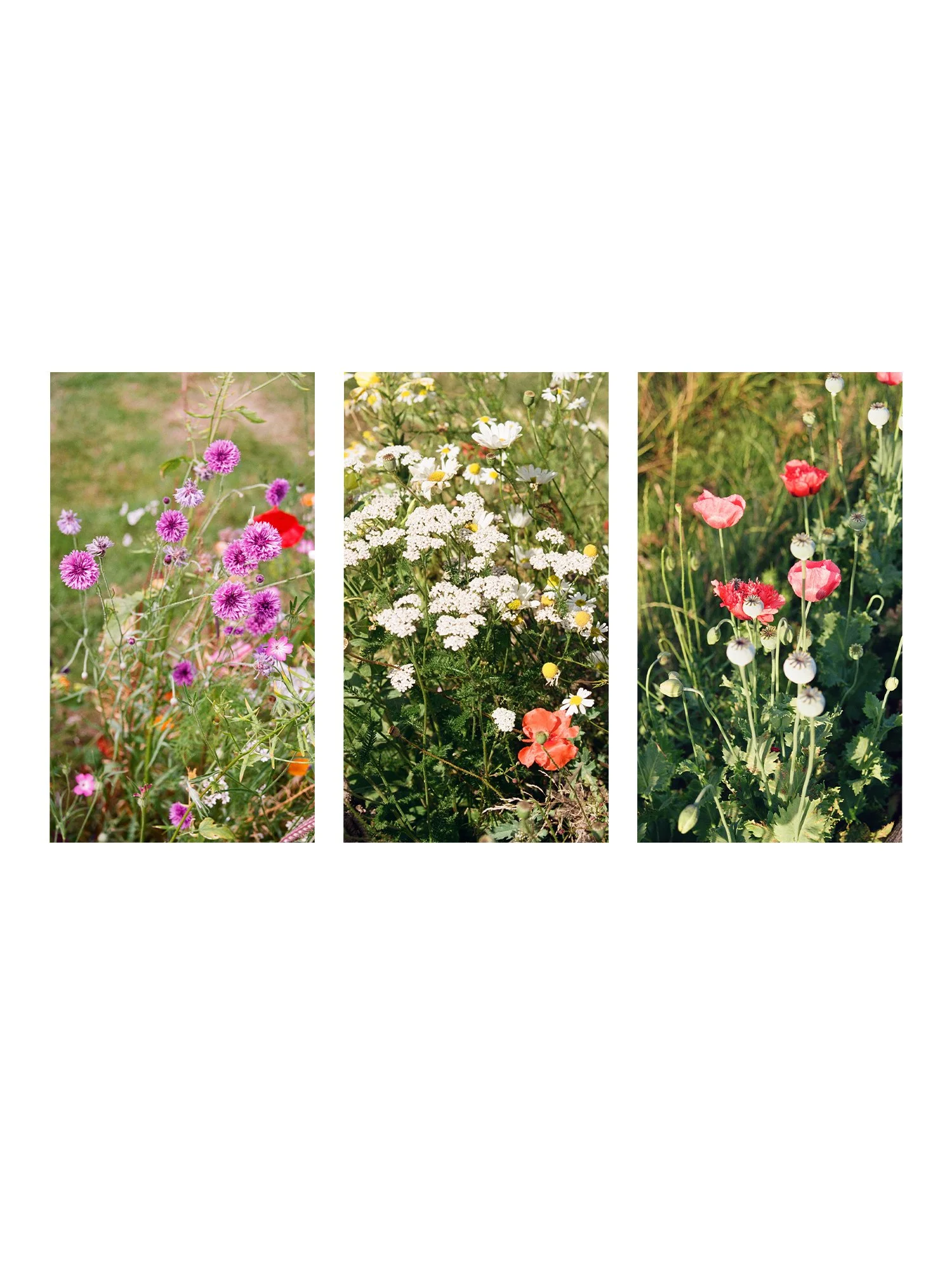 Screensavers - Series 1 - Flowers in bloom