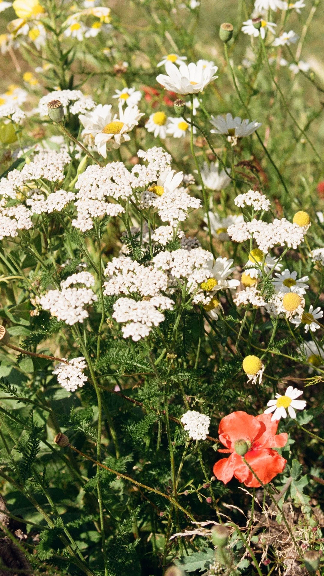 Flowers_Screensaver2.jpg