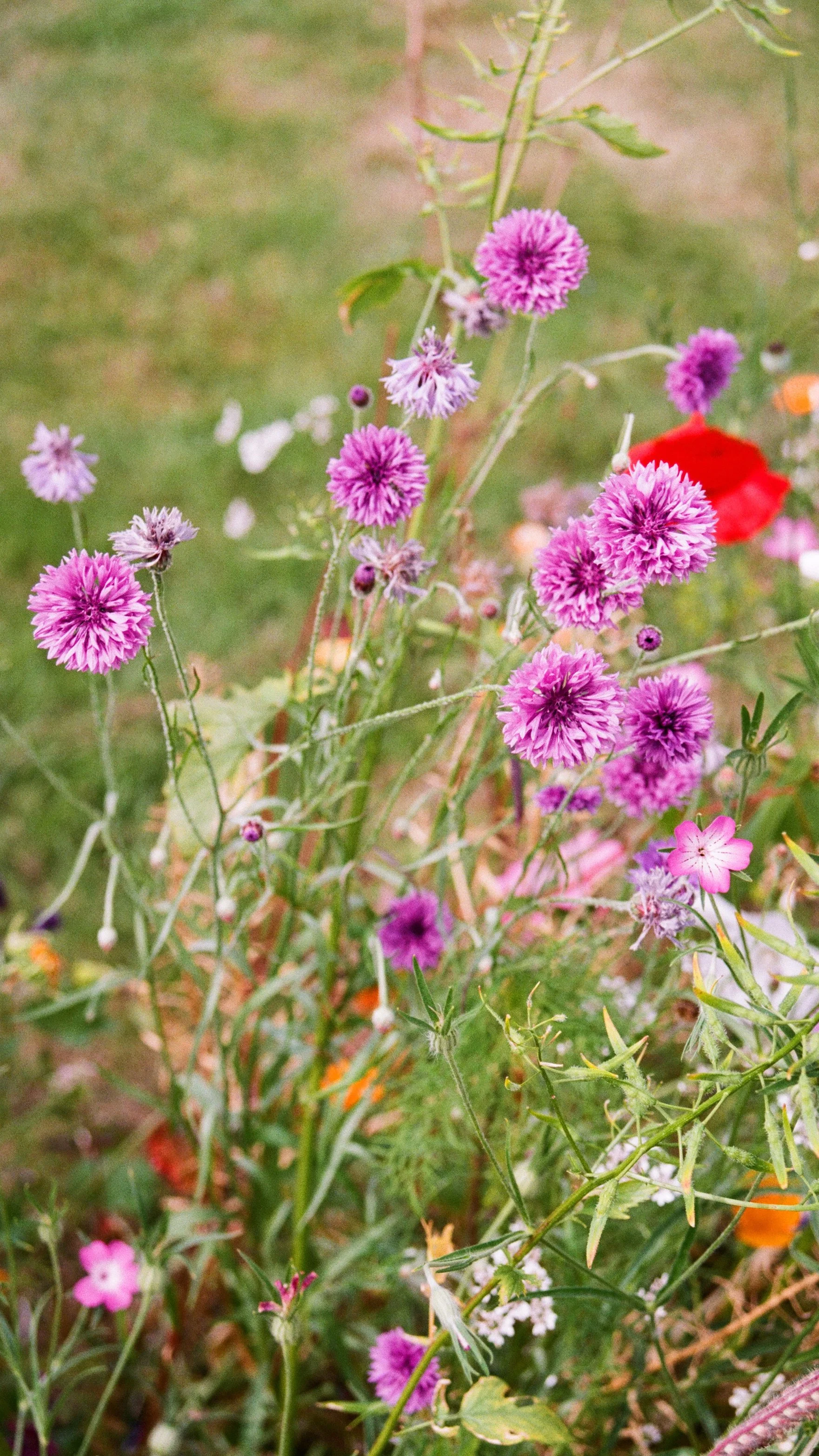 Flowers_Screensaver3.jpg