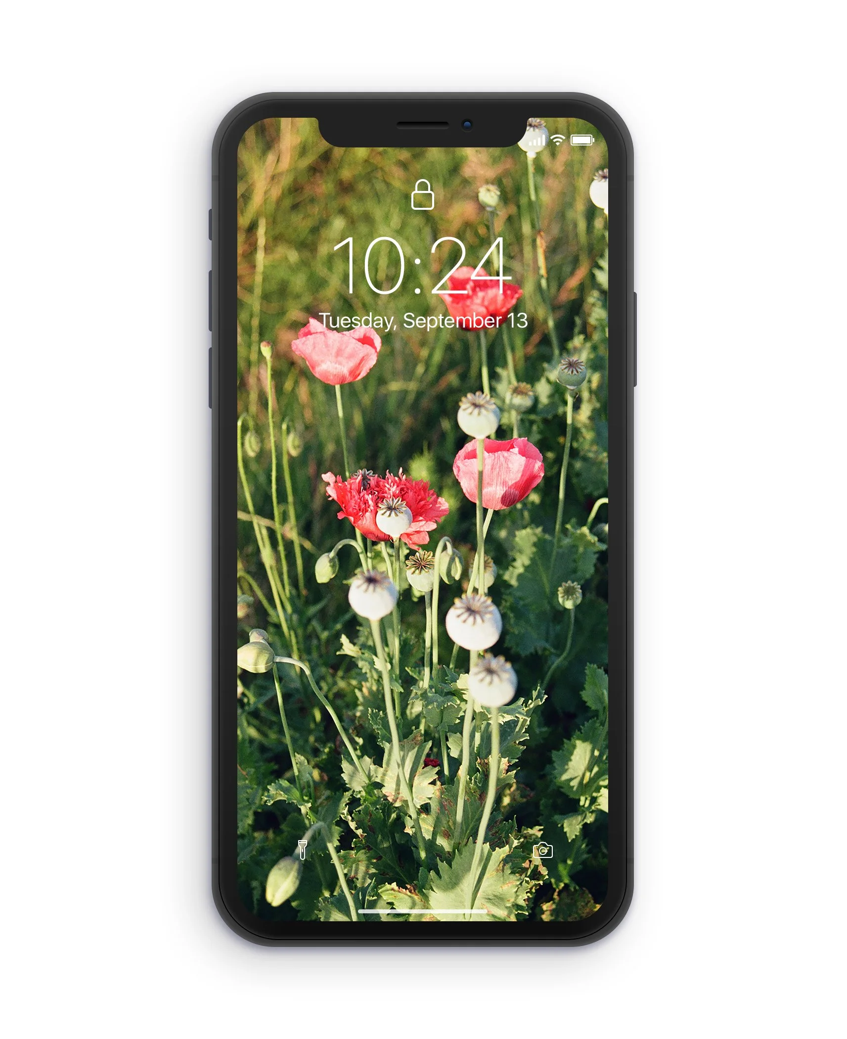 Flowers_Screensaver_Mockup.jpg