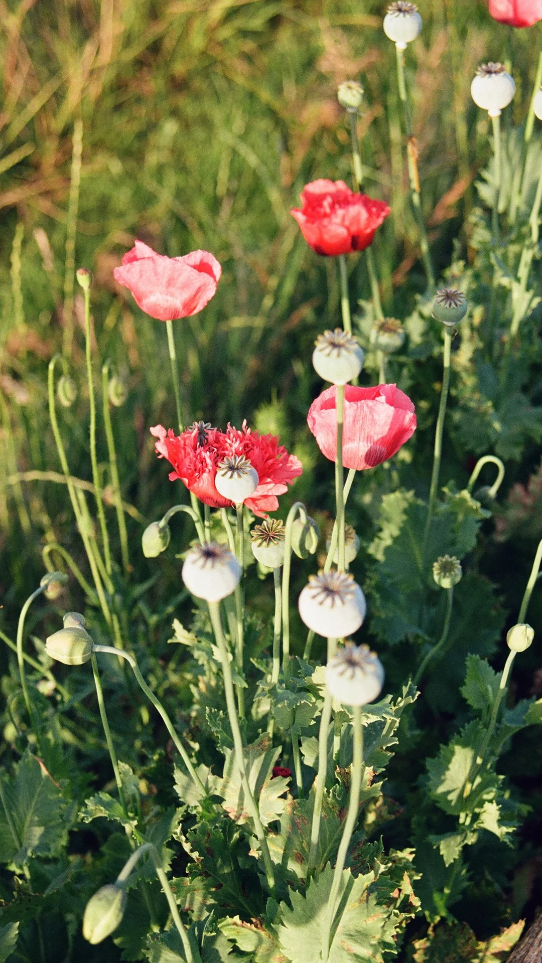 Flowers_Screensaver1.jpg