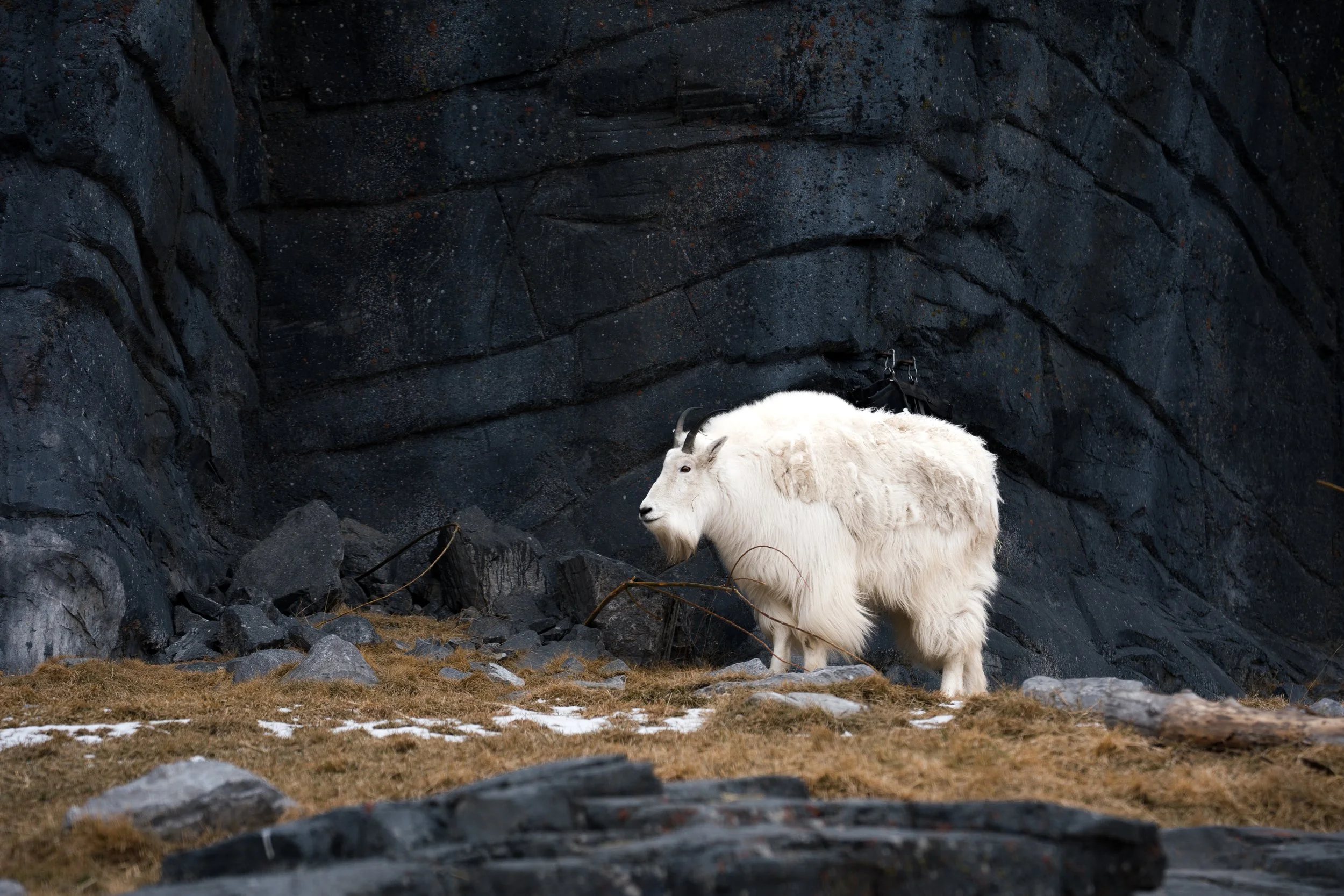 Mountain Goat, Calgary Zoo, Canada