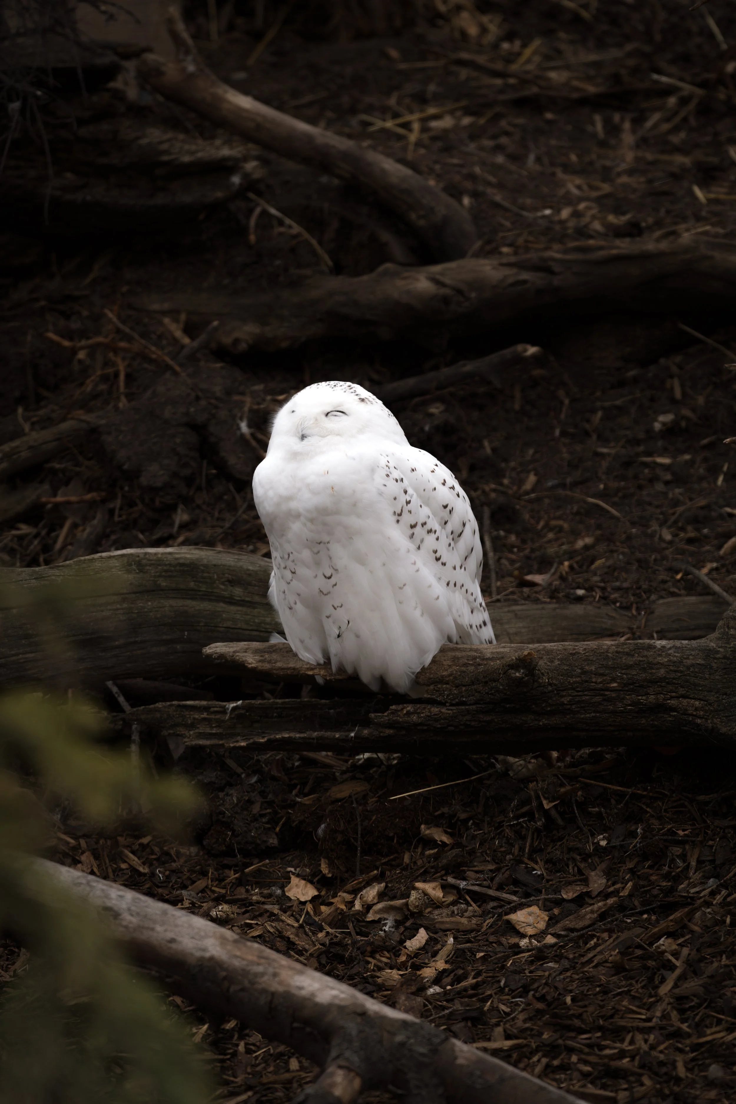 Snowy Owl, Calgary Zoo, Canada