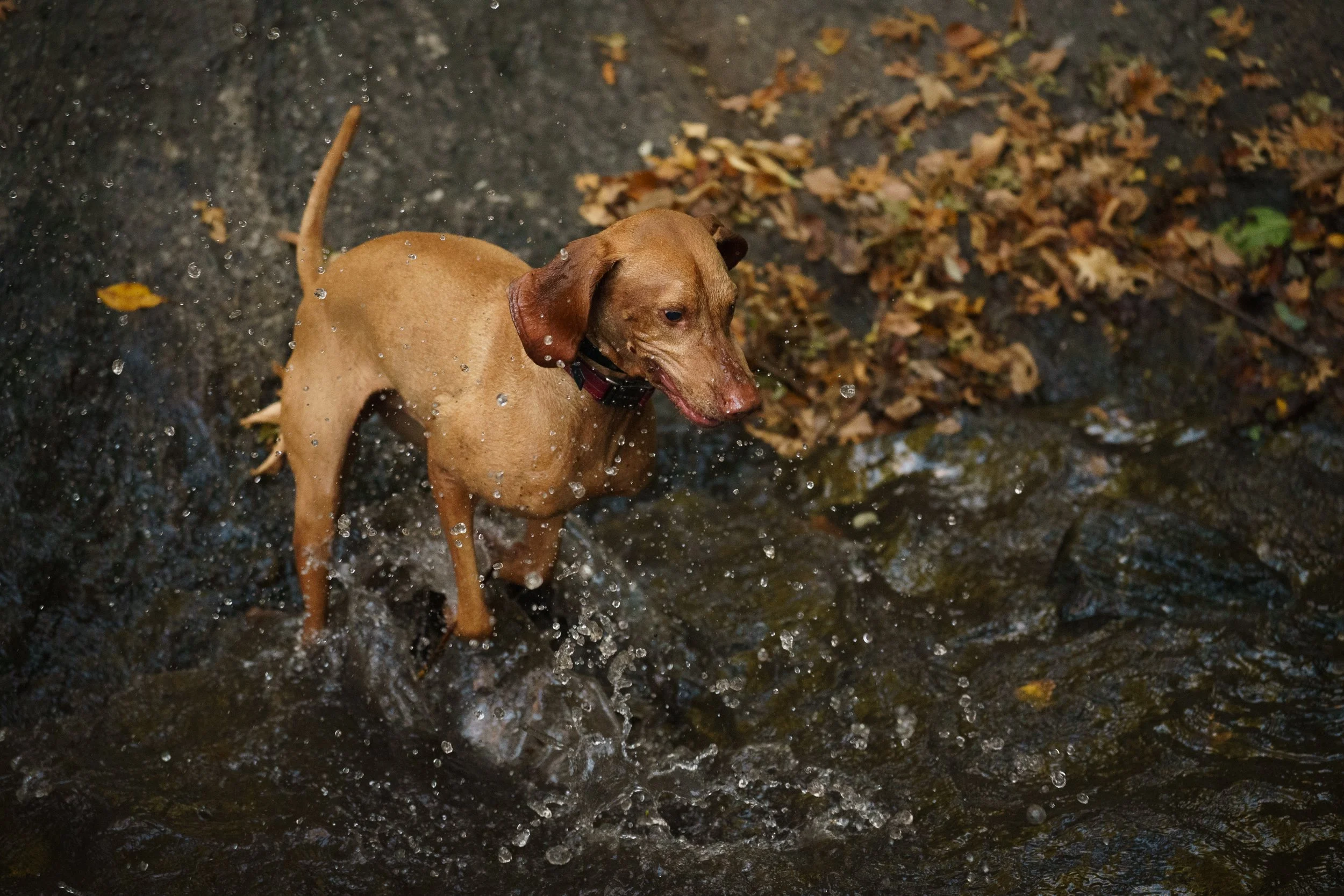 Dog, New York, NY