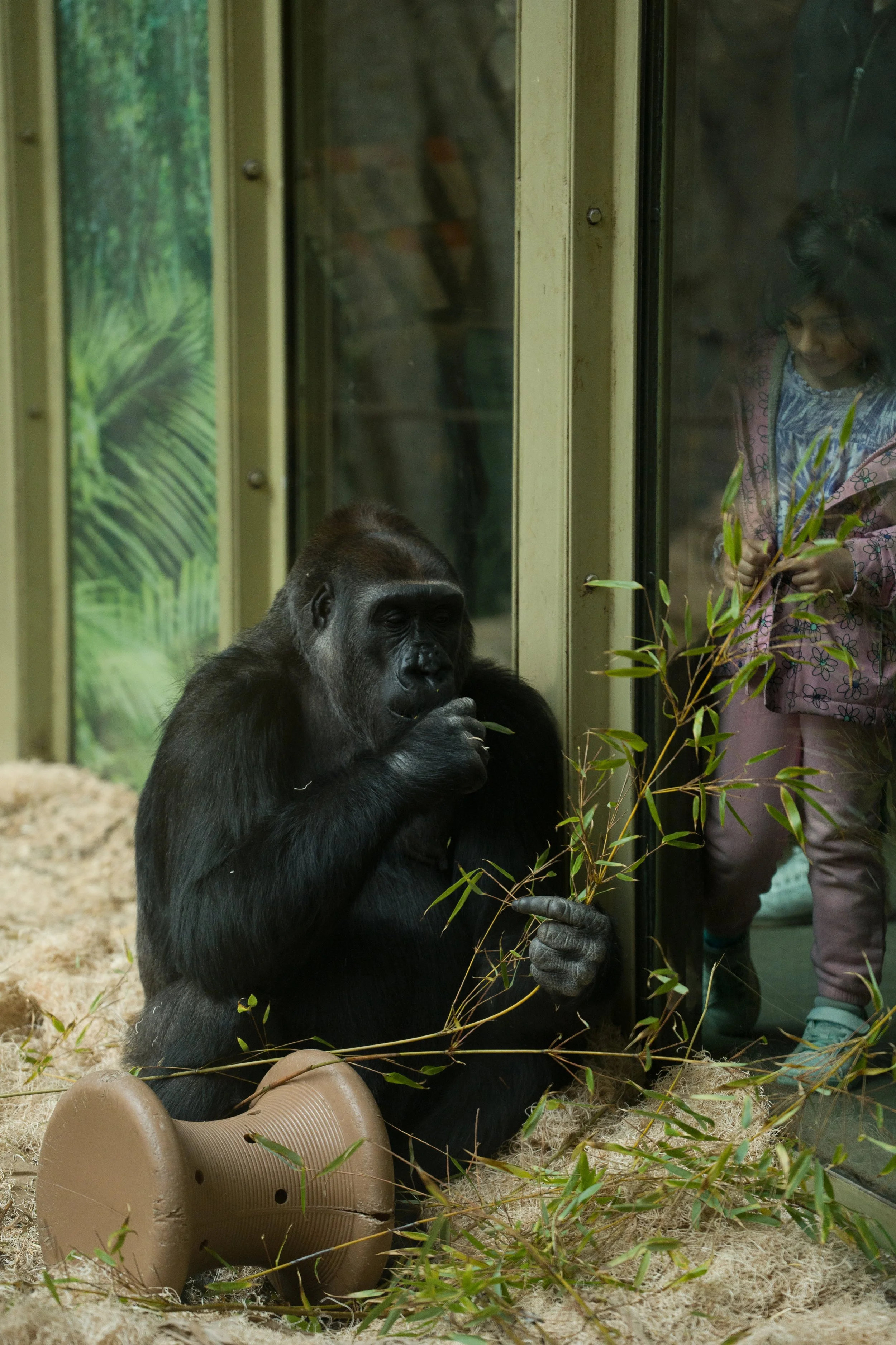 Gorilla, Calgary Zoo, Canada