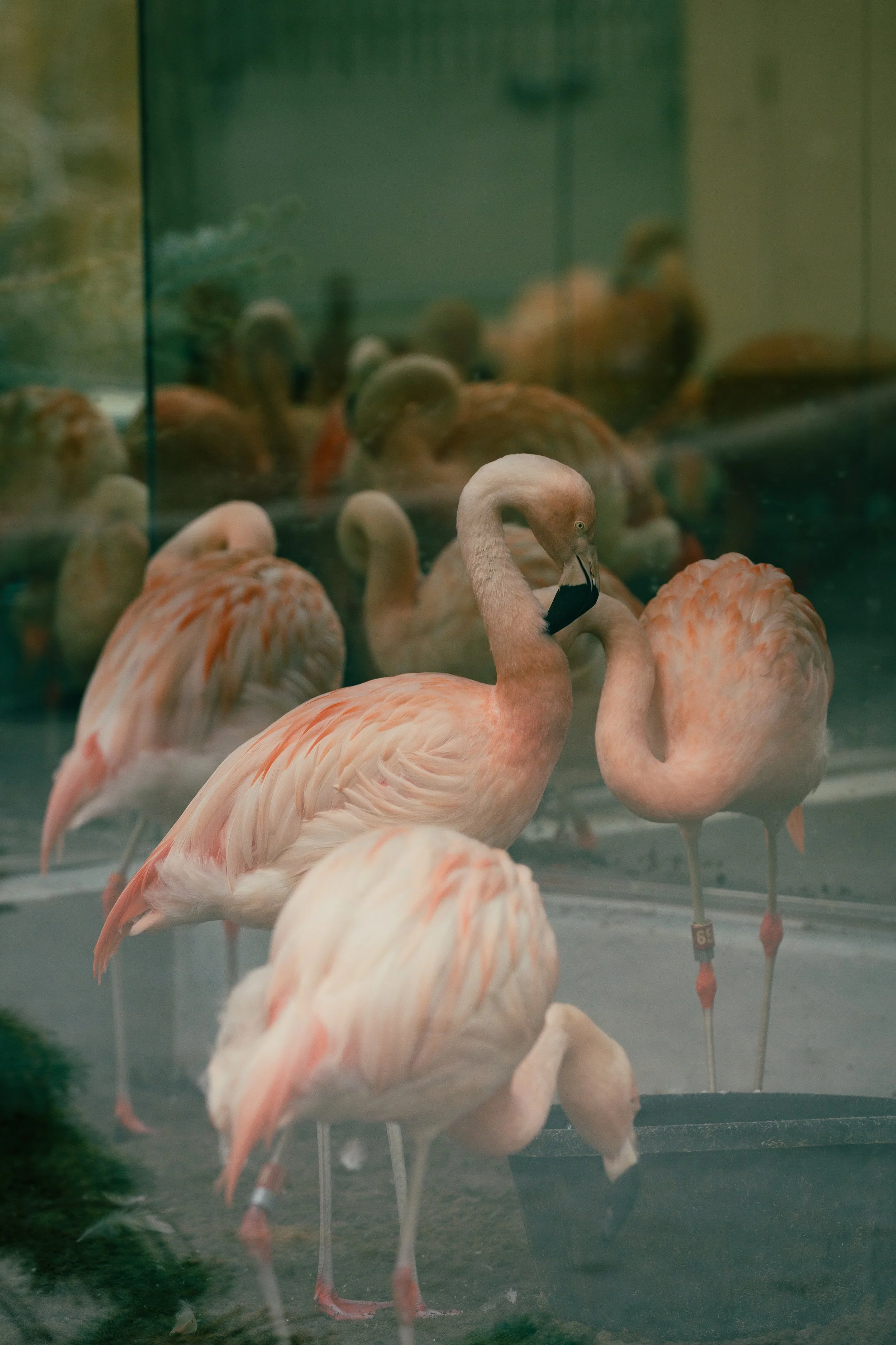Flamingos, Calgary Zoo, Canada