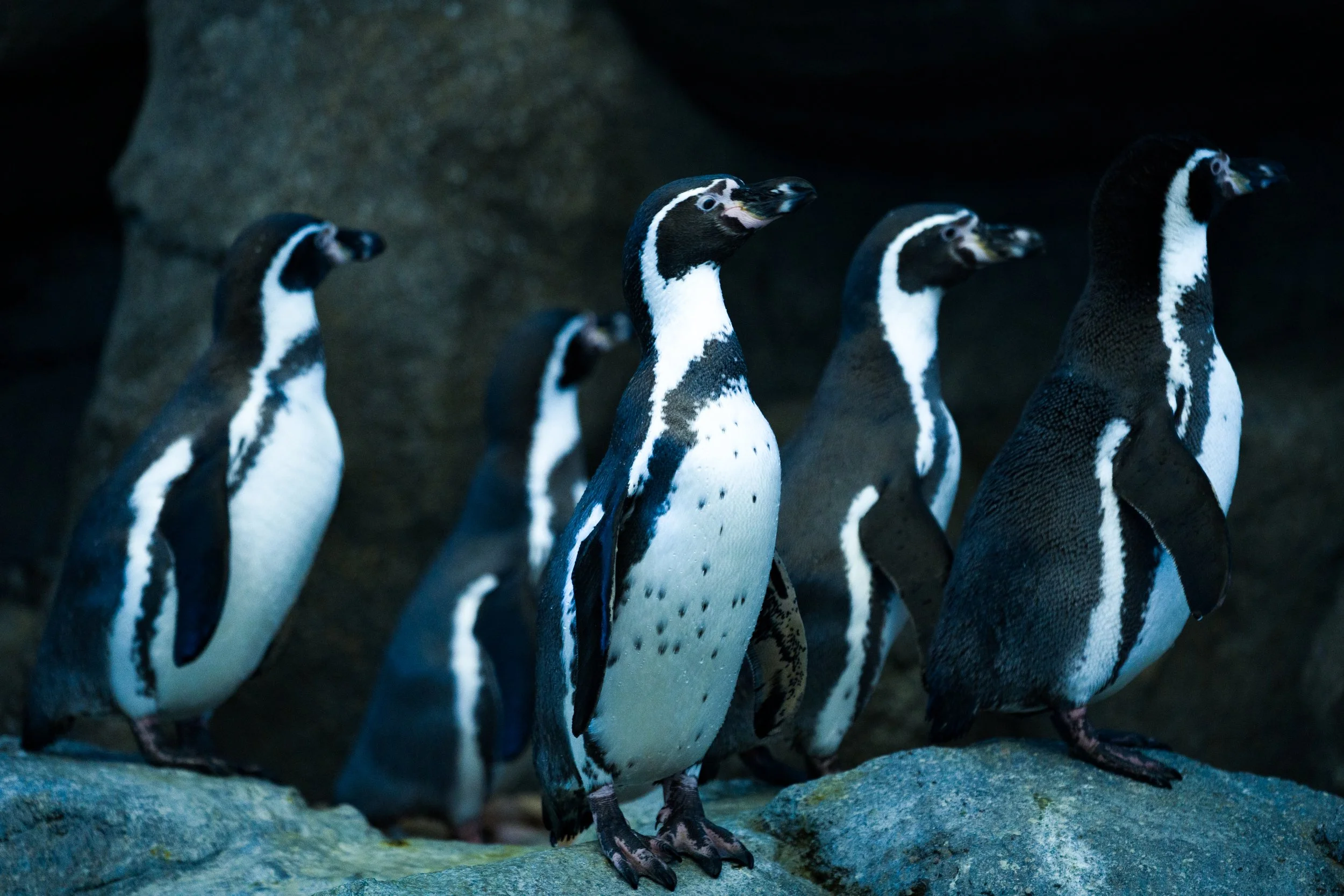  Penguins, Calgary Zoo, Canada