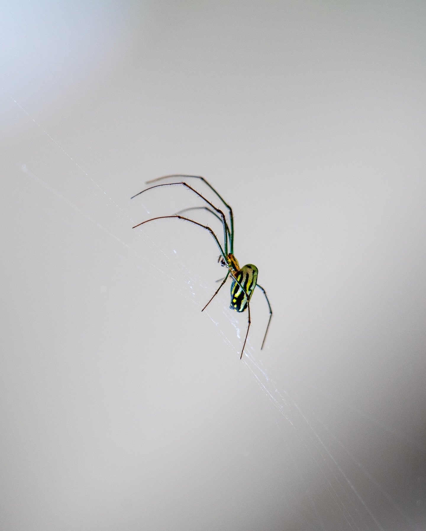not so itsy bitsy spider🕸️
.
.
.
.
.
#CostaRica #photography #menblogger #photoshoot #travel #spider #rainforest #passionpassport #web #insects