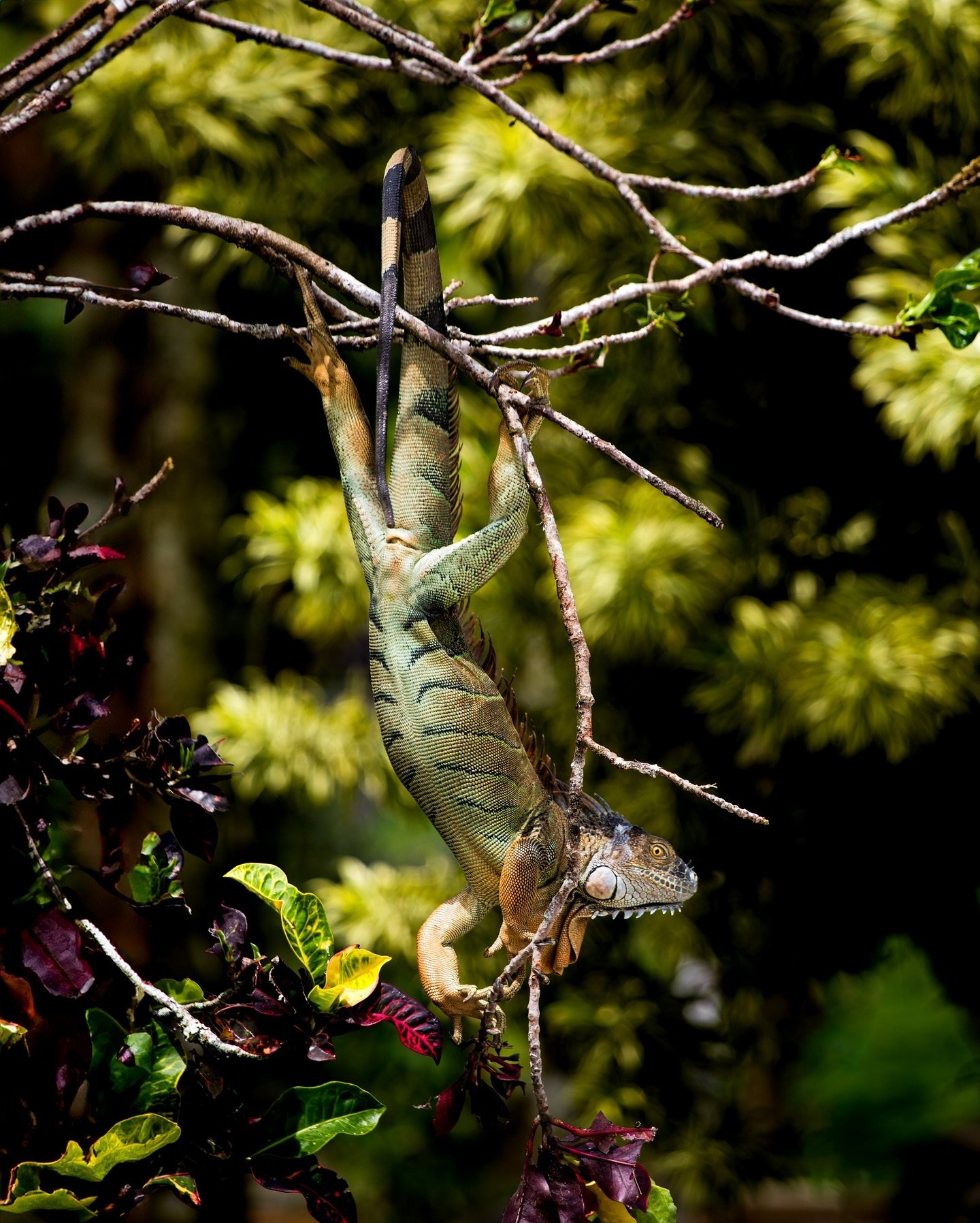 hang on tight - Costa Rica pics bout to drop🦎 
.
.
.
.
.
#CostaRica #VisitCostaRica #CostaRicaTravel #CostaRicaPuraVida #PuraVida #CostaRicaAdventure #CostaRicaNature #CostaRicaWildlife #DiscoverCostaRica #CostaRicaVacation #CostaRicaLove #CostaRica