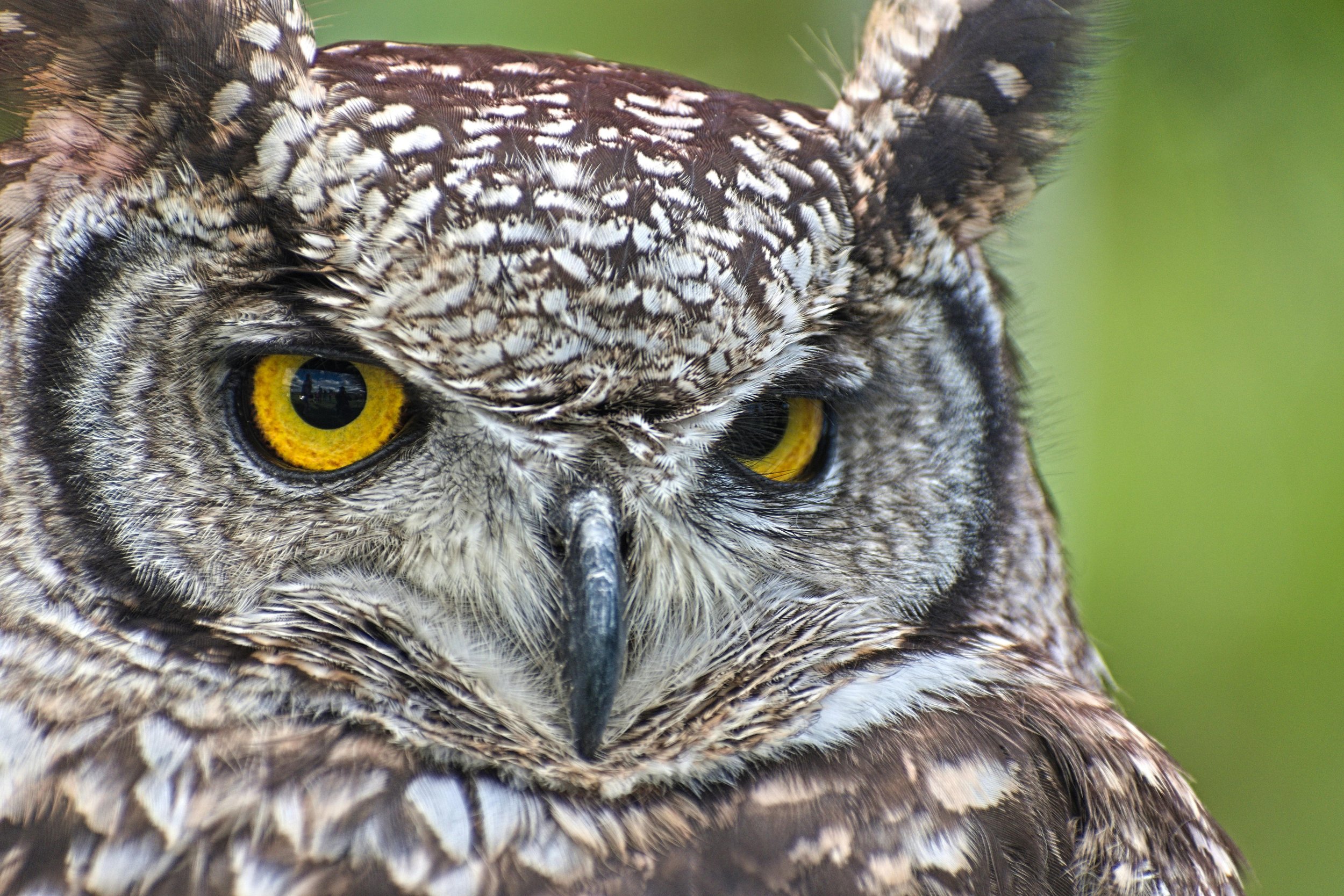 “Hoot Owl” Restrictions and Your Financial Plan: Knowing When to Reel It In