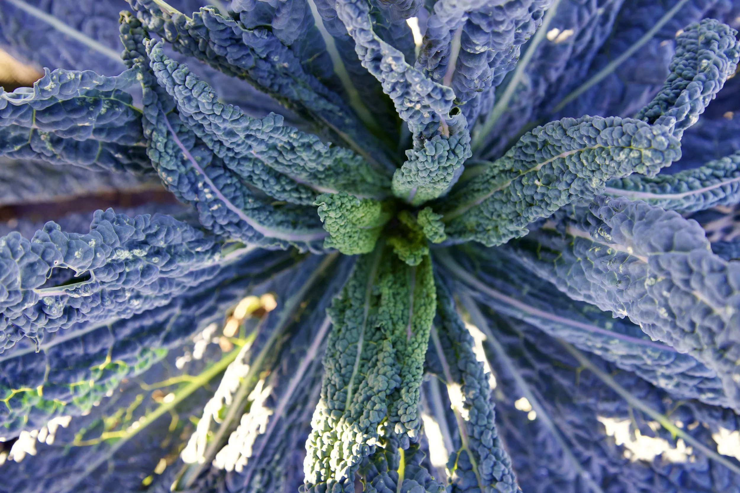 oct'26_farm_3.jpeg