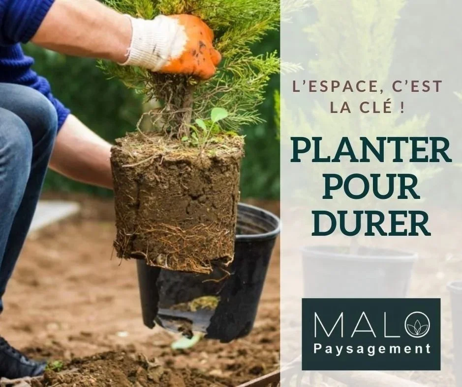Planter trop serré, c’est préparer les problèmes de demain. Planter avec espace, c’est miser sur la durabilité.