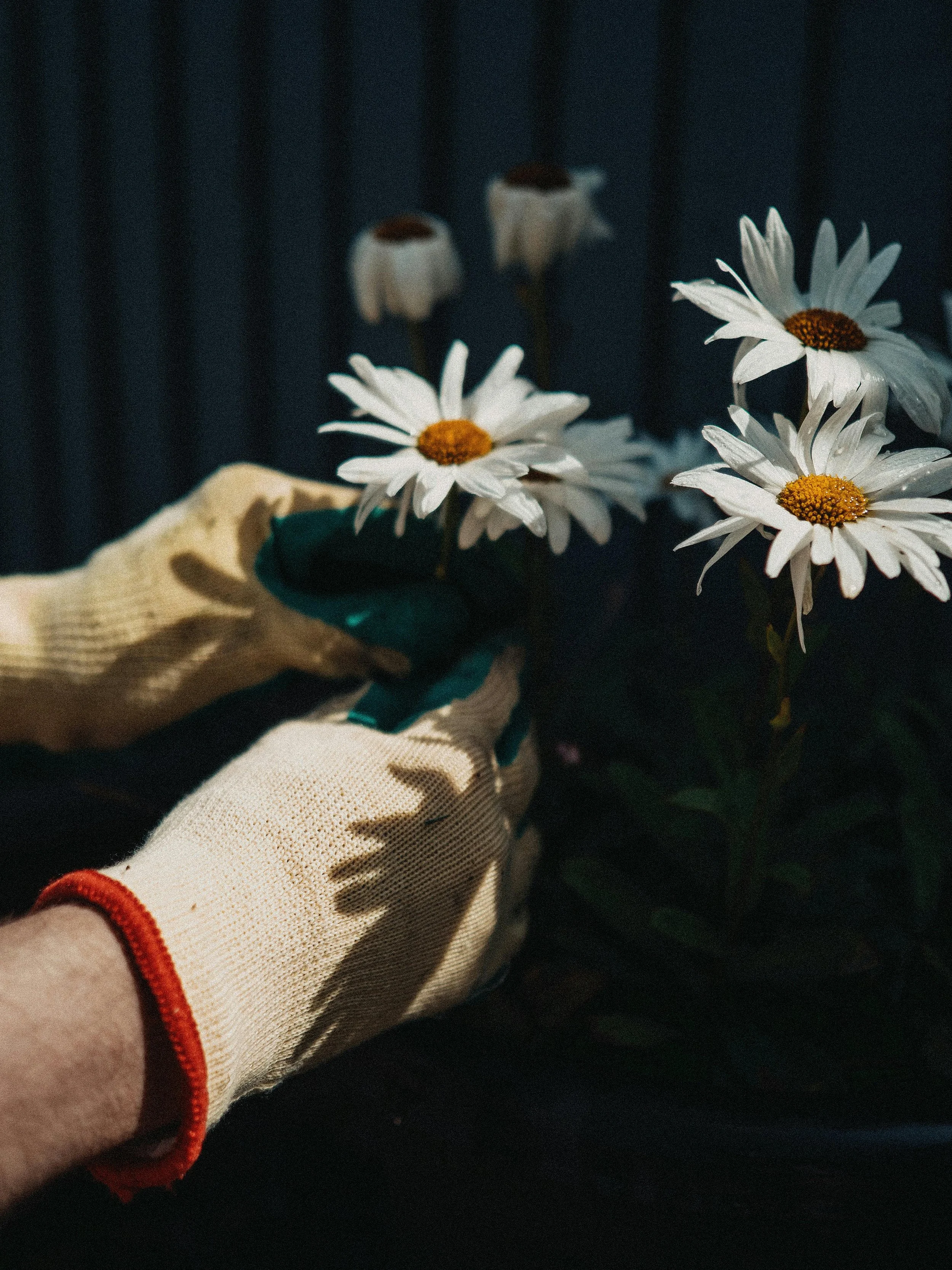 Le jardin qui a façonné ma vision de l’aménagement paysager 