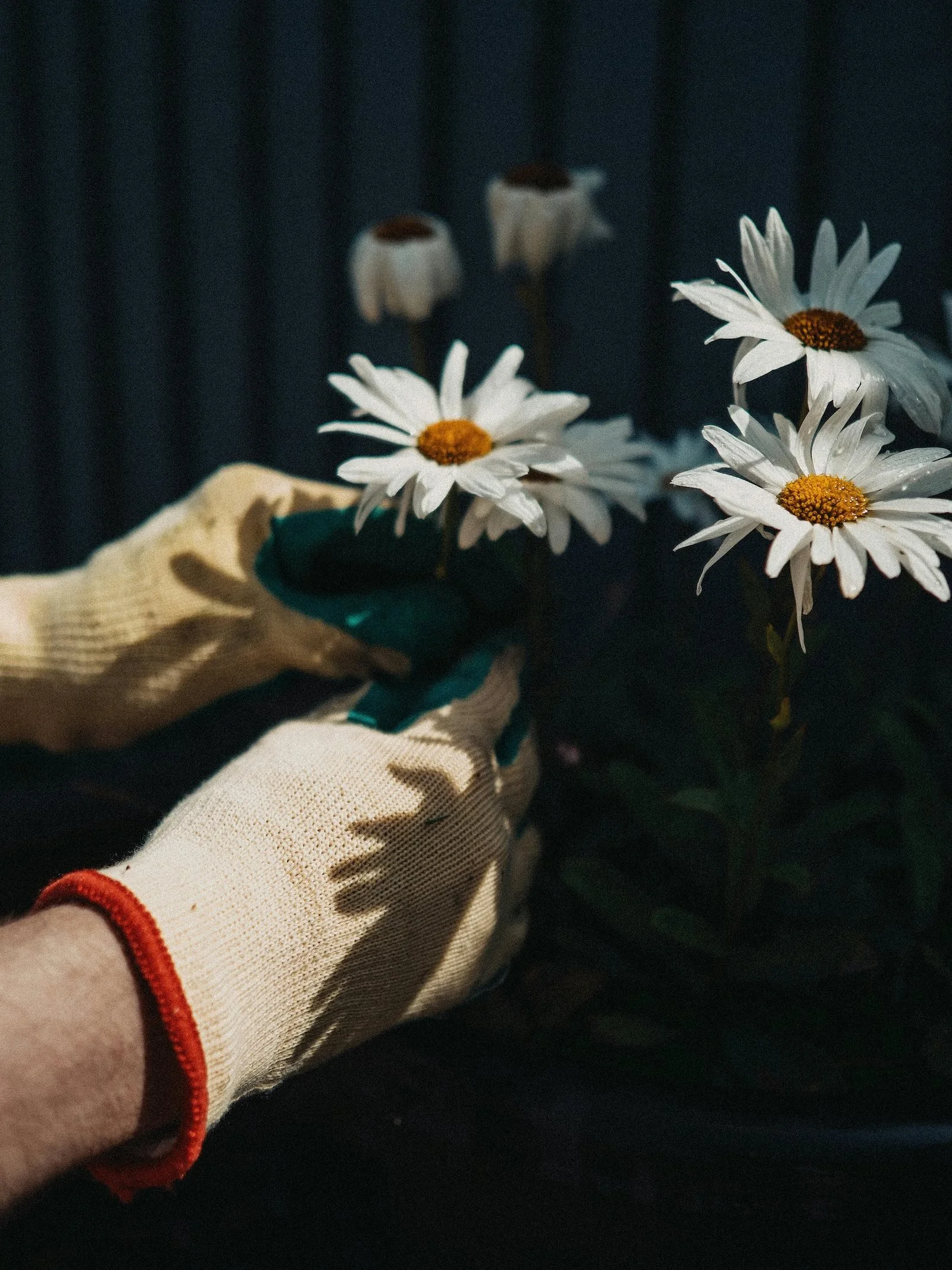Le jardin qui a façonné ma vision de l’aménagement paysager 