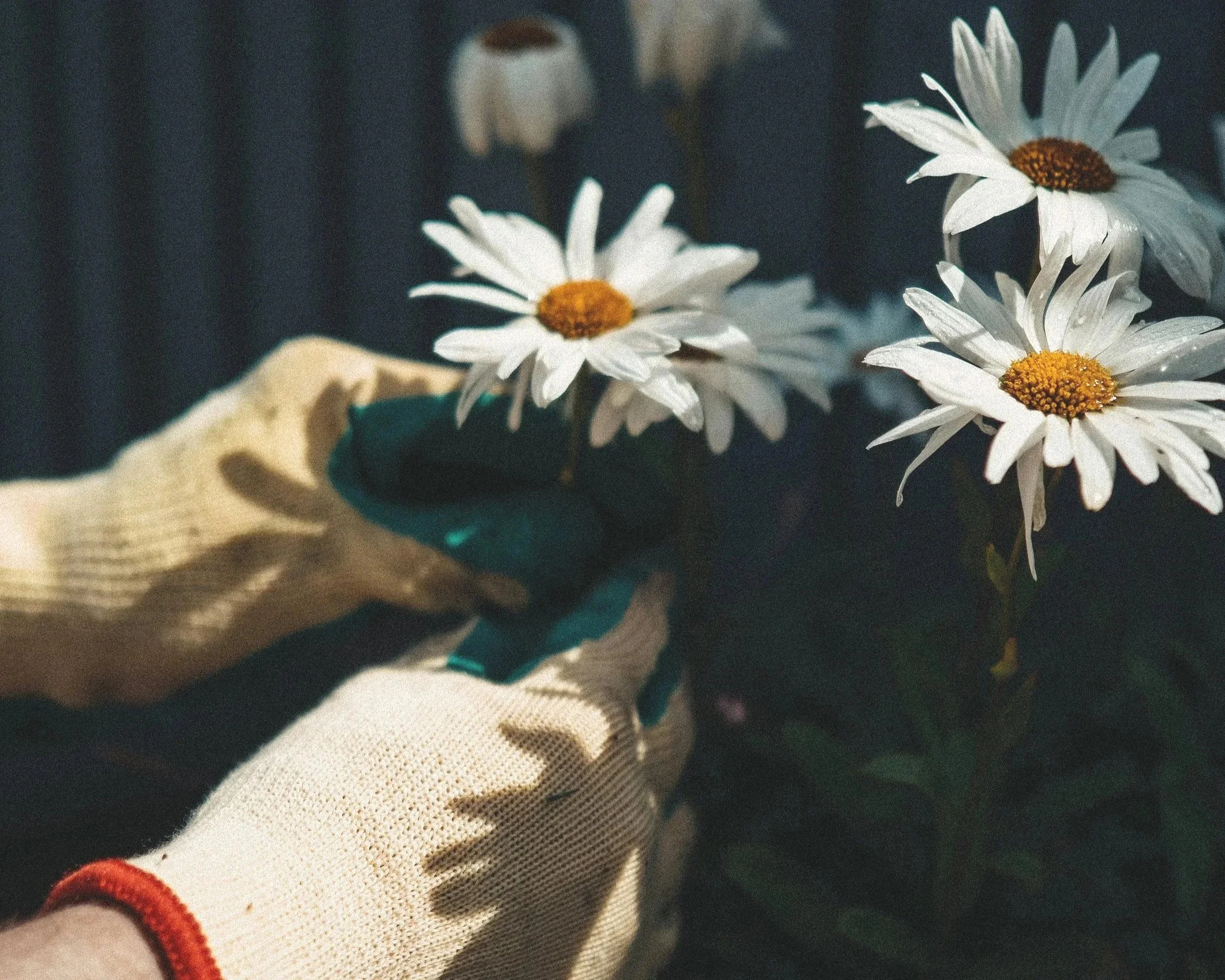 Mains gantées tenant des fleurs blanches dans une ambiance de jardinage douce et naturelle.