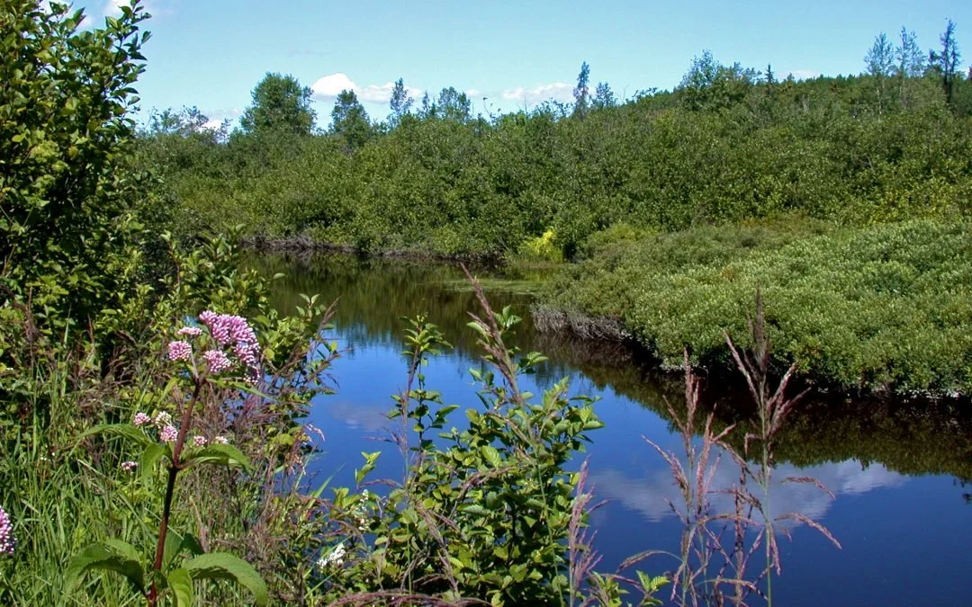 Paysage naturel en bordure de rivière avec végétation adaptée aux bandes riveraines au Québec