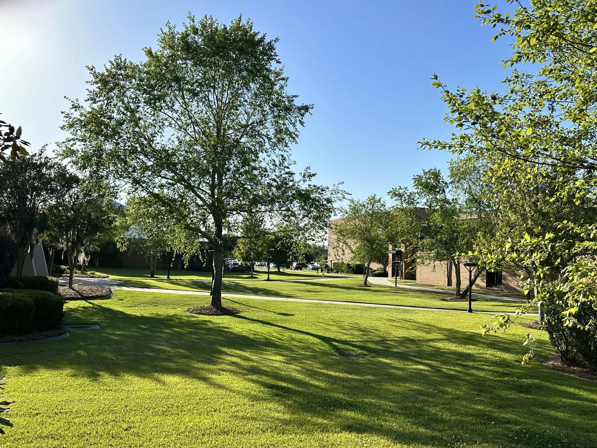 A sunny park with green grass, several trees casting shadows, lampposts, and a building in the background.