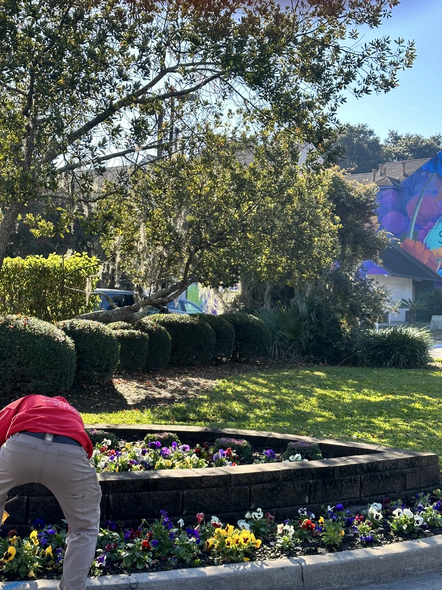 A person wearing a red shirt and beige pants bending over to tend to colorful flower bed near a sidewalk. There are neatly trimmed bushes and large trees surrounding the area, with houses and a vibrant mural visible in the background. Bright sunlight