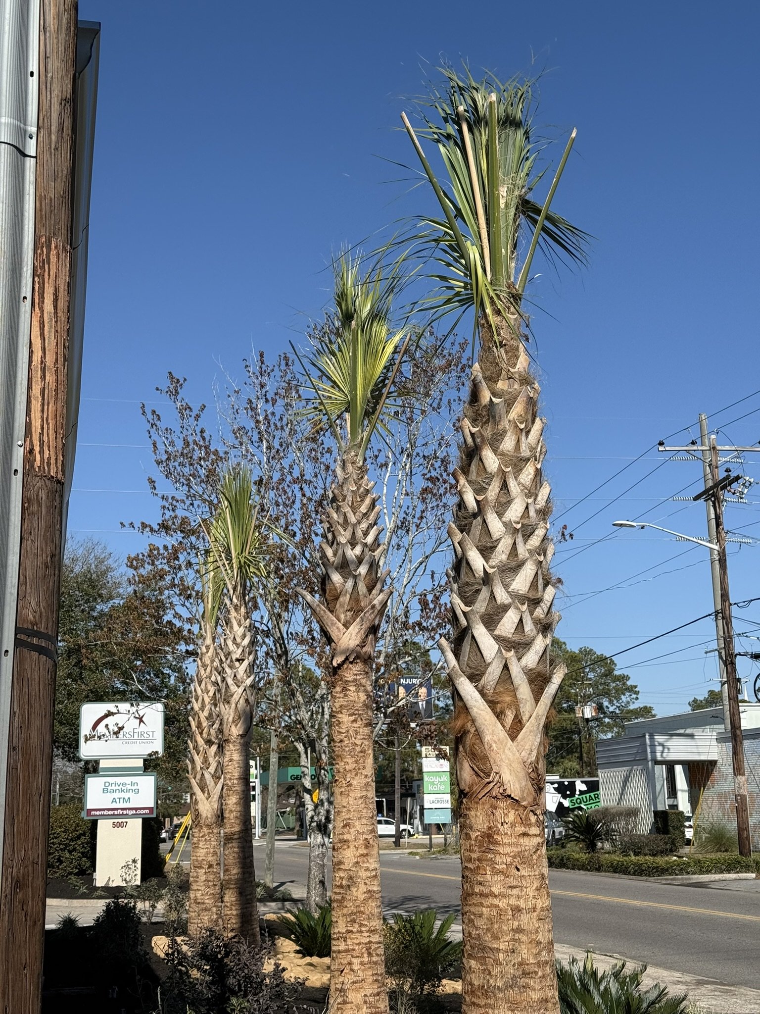 Three tall palm trees lining a street with a blue sky, power lines, and a few commercial signs in the background.