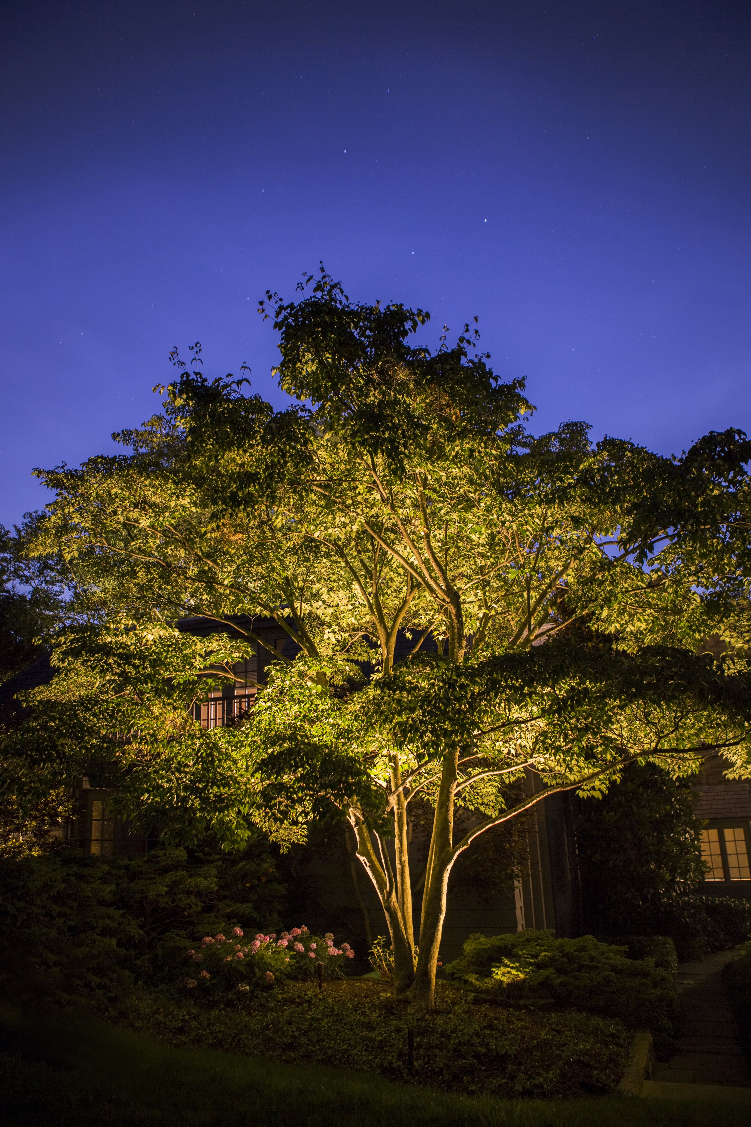 Coastal Source Fully Lit Tree.jpg