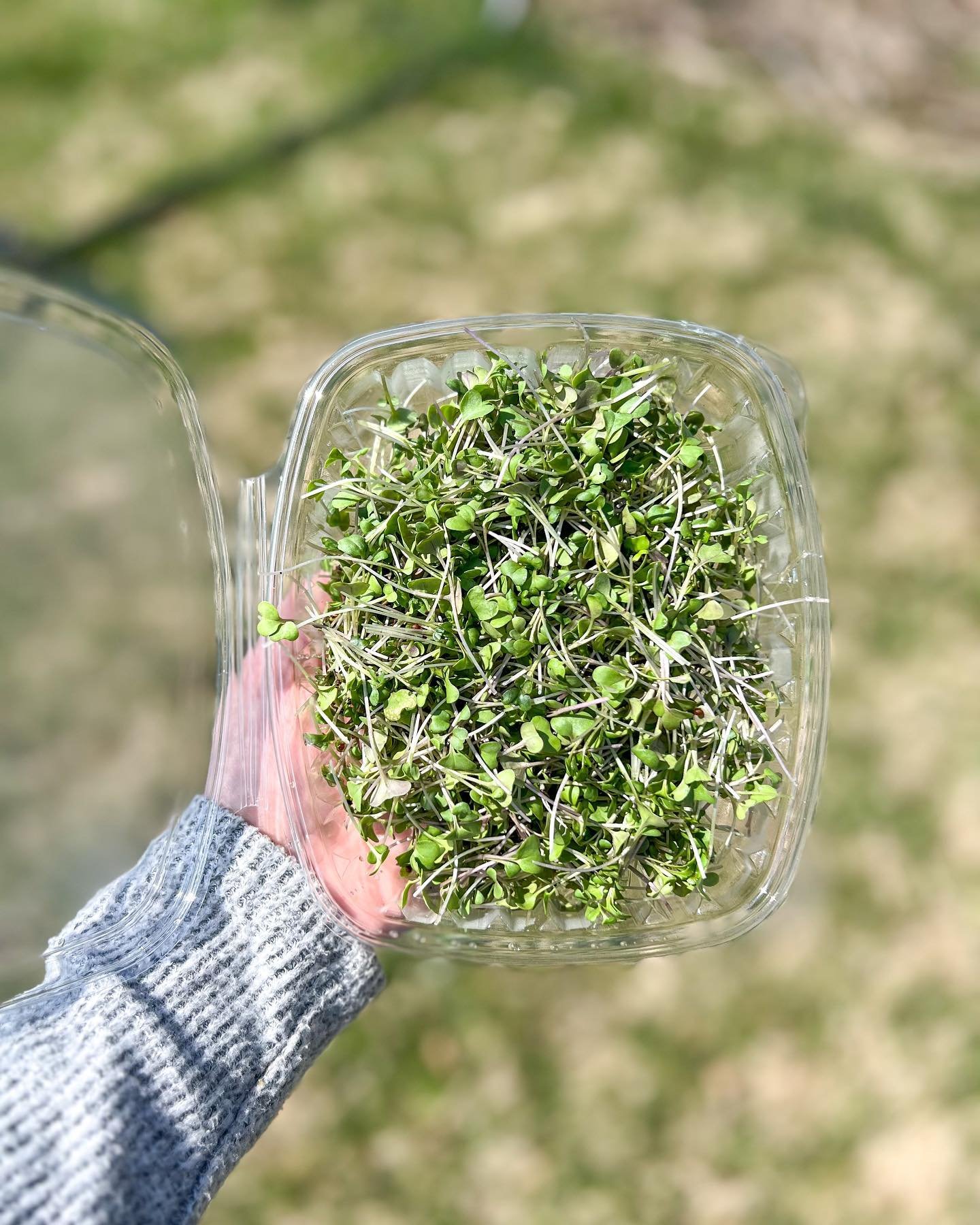 Basic Mix Microgreens