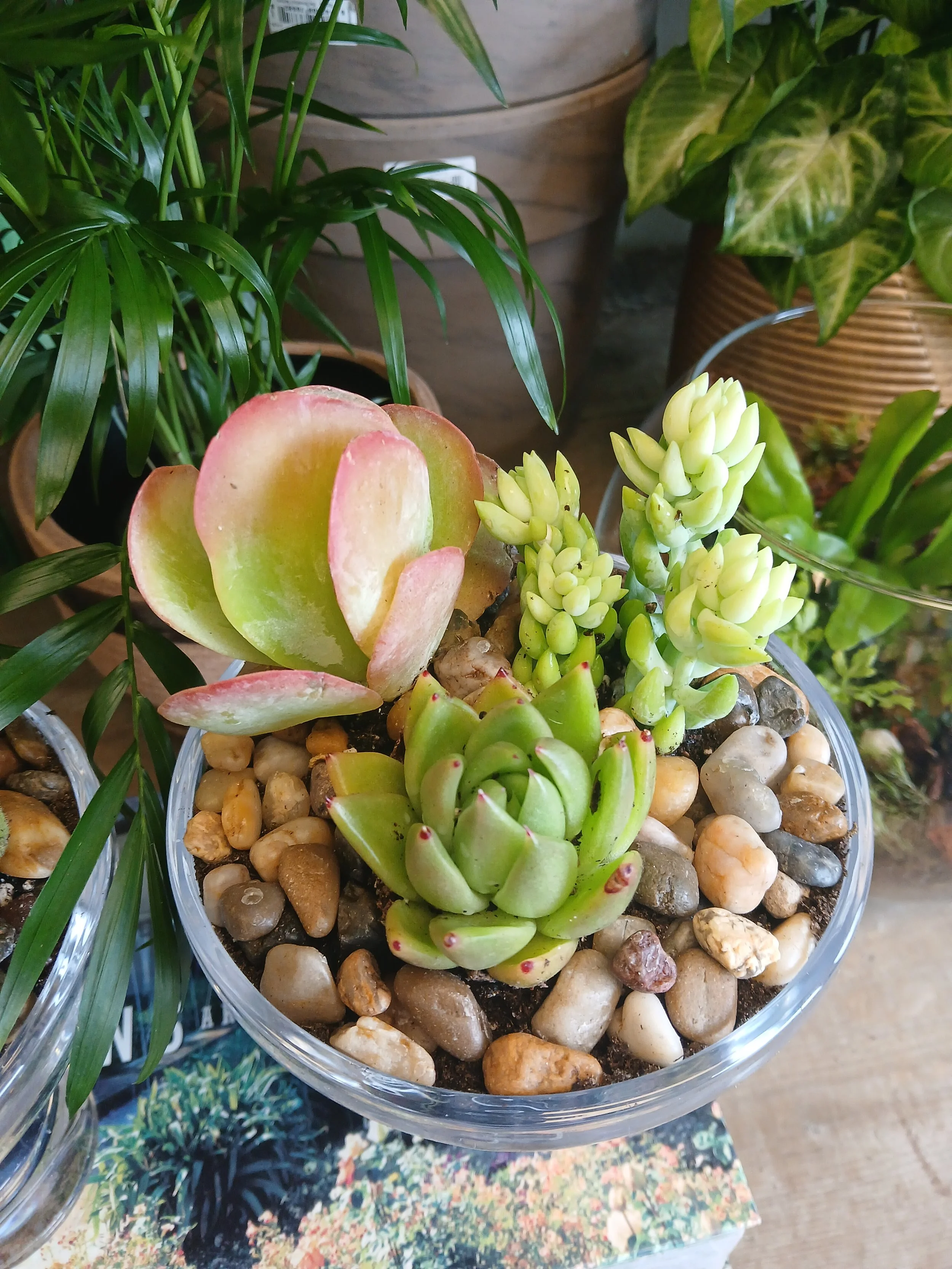 Succulent Dish Garden