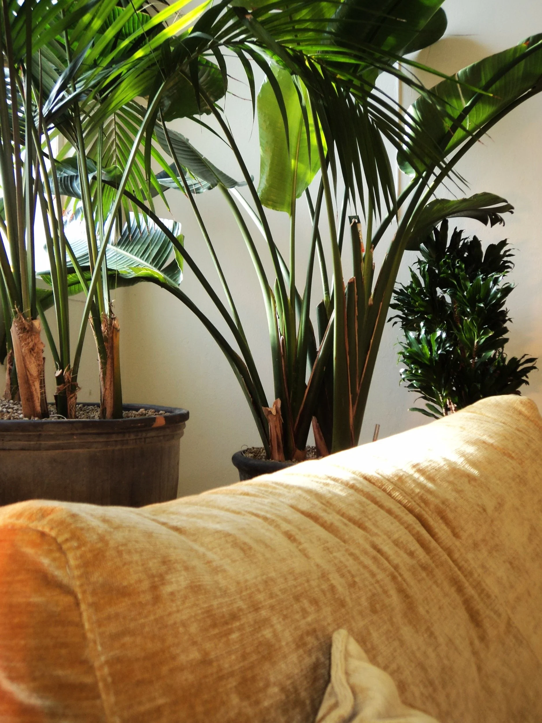 Interiör med stora tropiska växter i krukor och en gul klädd soffa i Changers Hub Alby