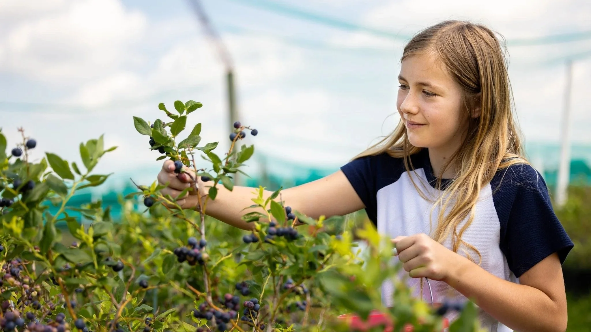 Berry-picking season in full swing at Owasso Christmas Tree and Berry Farm