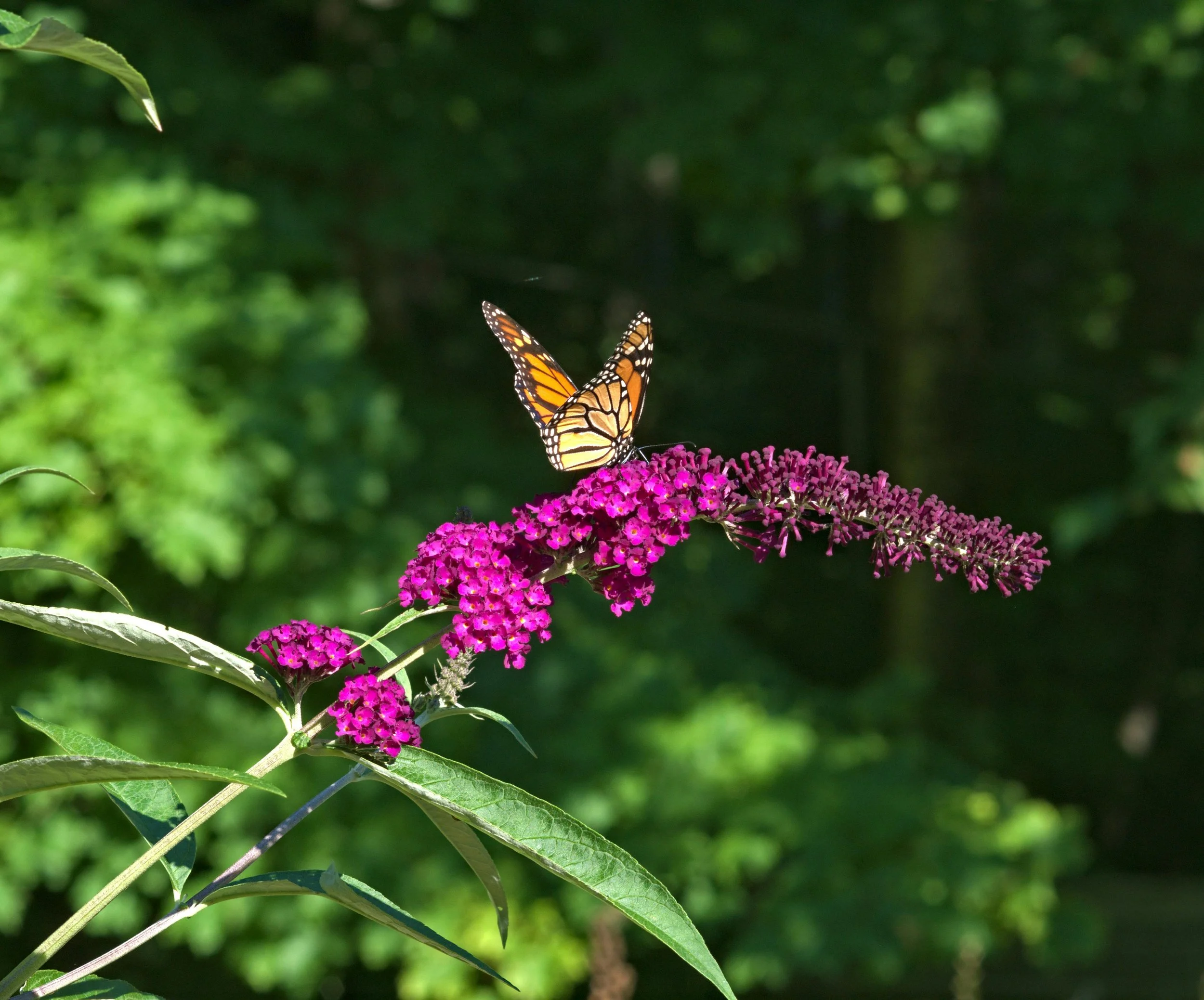 Summer Wildlife to Watch For in Forsyth Township and Michigan's Upper Peninsula