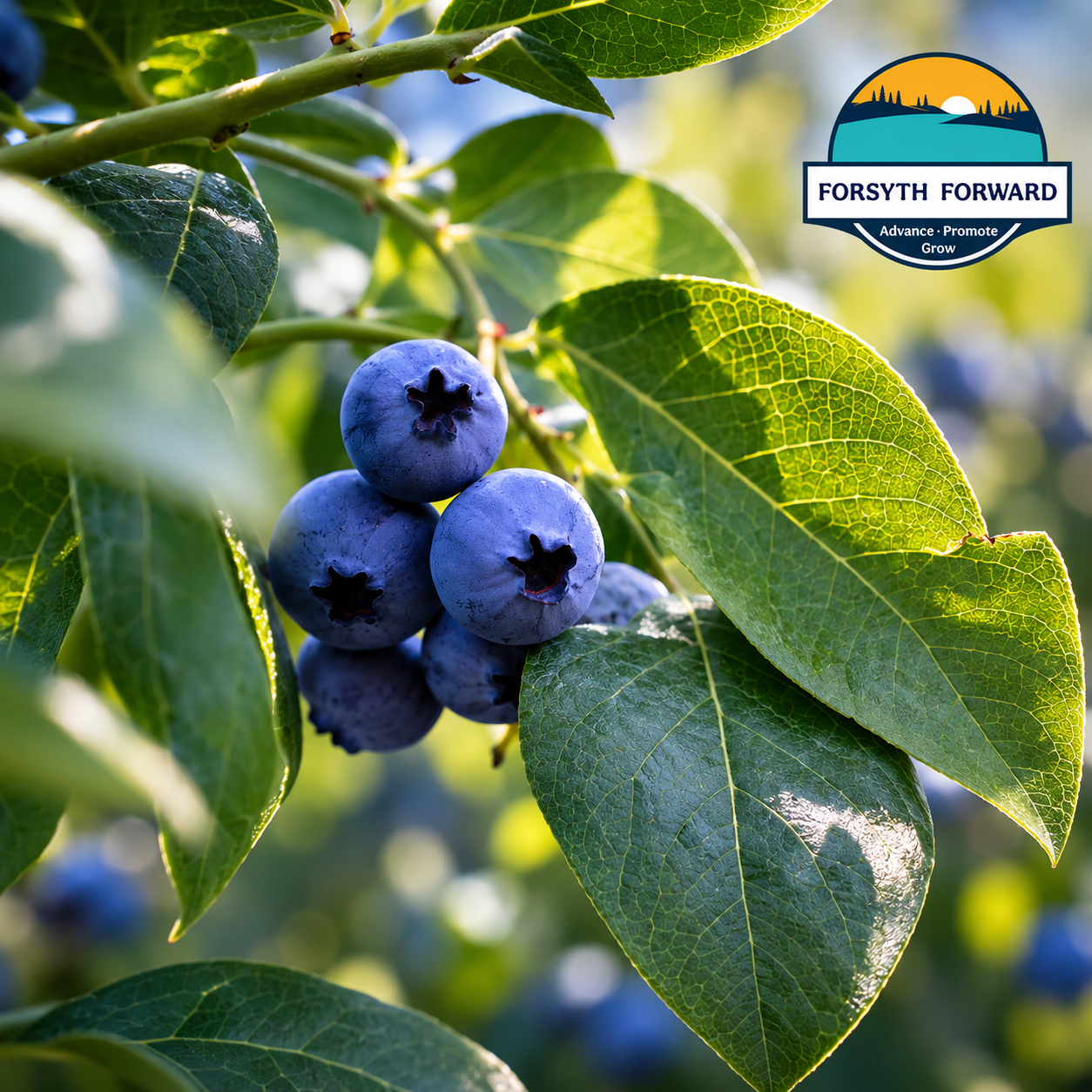 Explore, Pick, and Leave It Wild-Blueberry Picking Season In Forsyth Township! 