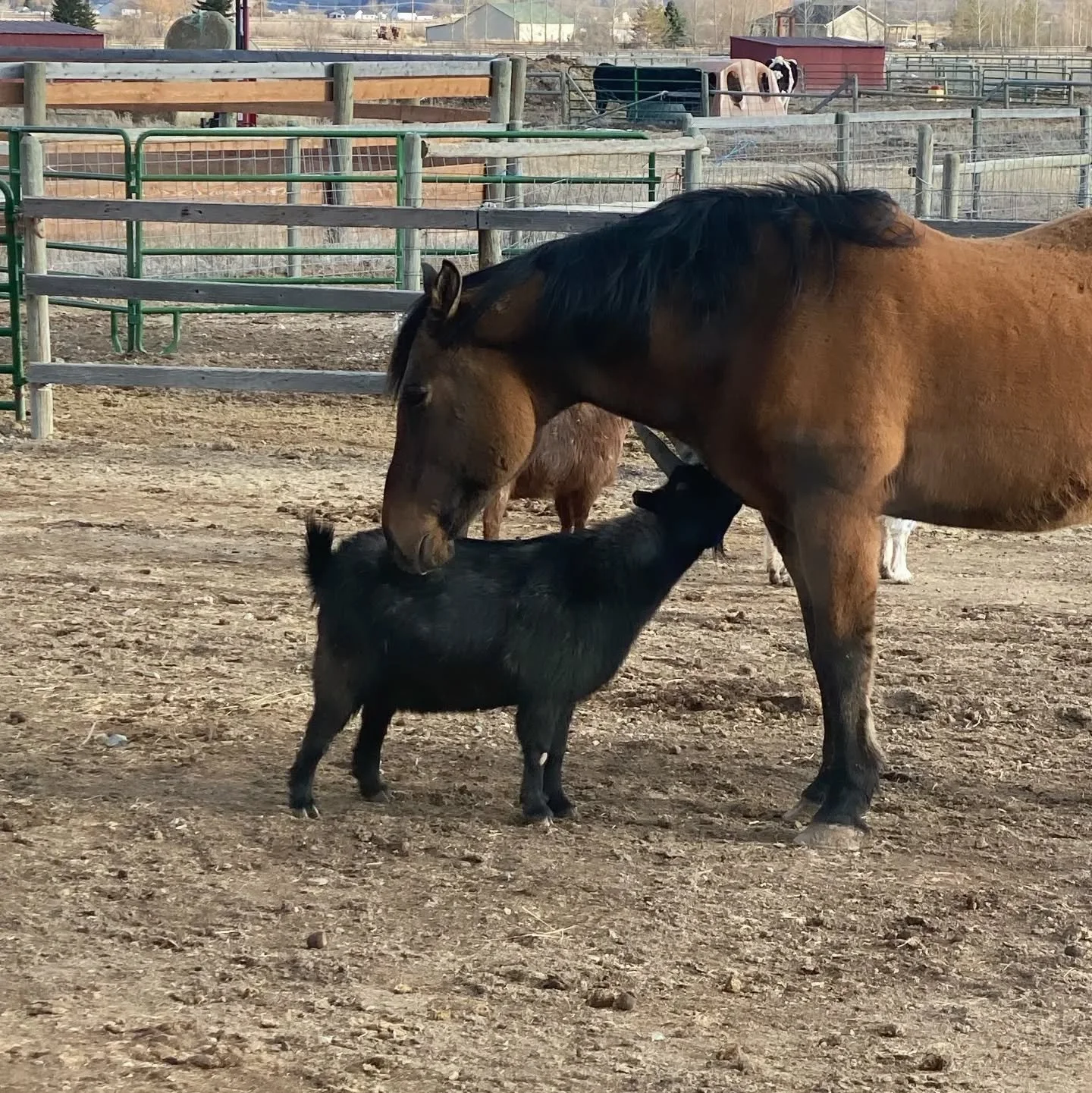 It&rsquo;s time to fill up the hay stores - an annual occurrence that ensures we have enough hay on
hand for all the animals over the winter. This year we&rsquo;re expecting to pay about $15,000 for hay
🤯. We&rsquo;re running a fundraiser to cover