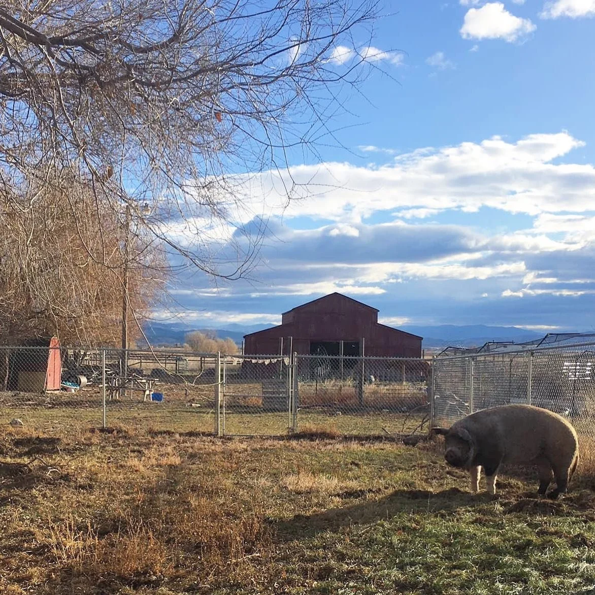 I can&rsquo;t even tell you how much I love having Mabel in the backyard.
