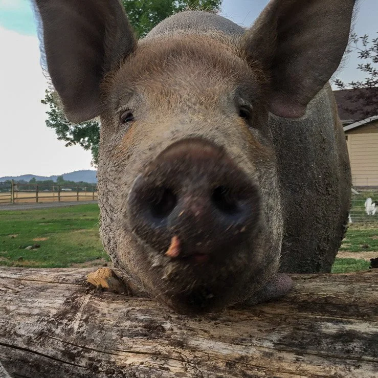 Close-up of a pig's face, showing its snout and one ear, with a wooden log in the foreground and a farmyard in the background.