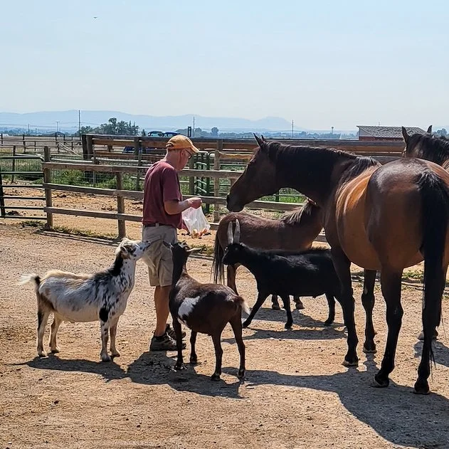 A person feeding goats and horses in a farm setting with a fenced paddock and blue sky in the background.