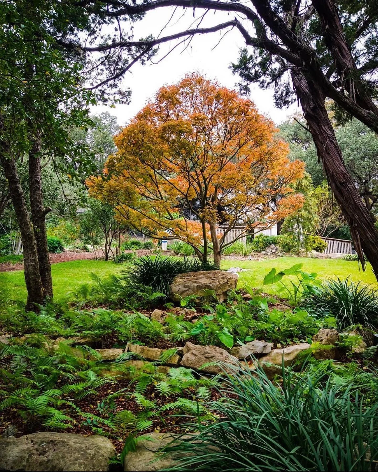 Need something fun to do in the afternoon? Zilker Botanical Garden is one of Austin&rsquo;s well known gems located within the Zilker Park area. Besides the gorgeous fall foliage, you can expect to see Koi-filled ponds, a rose garden and much more on
