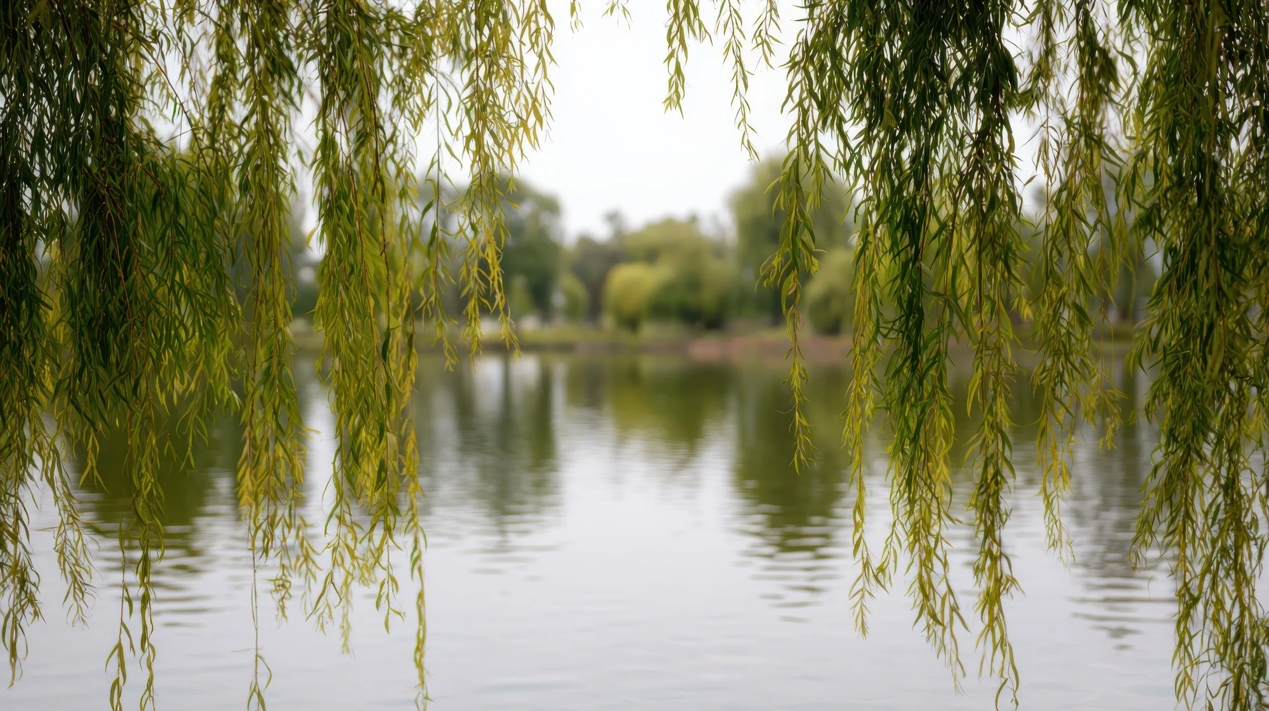 Overhanging willow tree's green leaves and branches over a calm body of water with a blurry green landscape in the background.