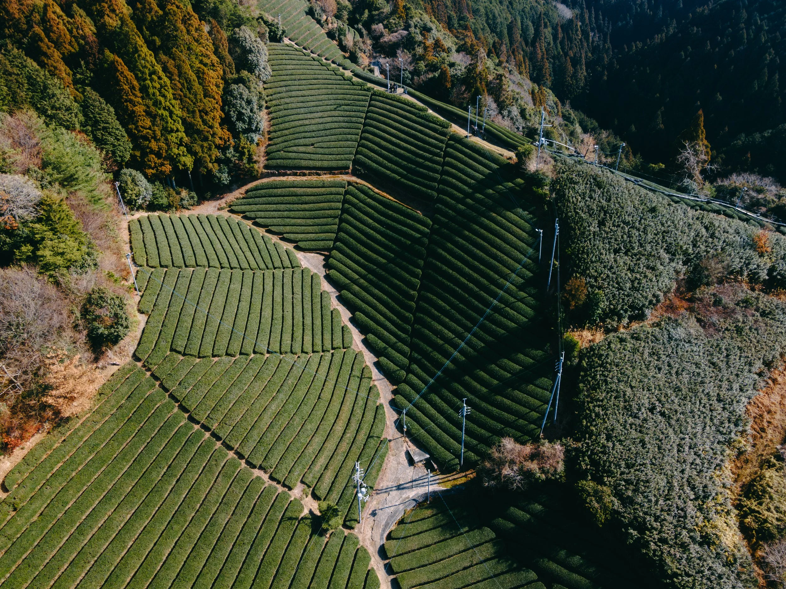 Transposing tea rows into textile design