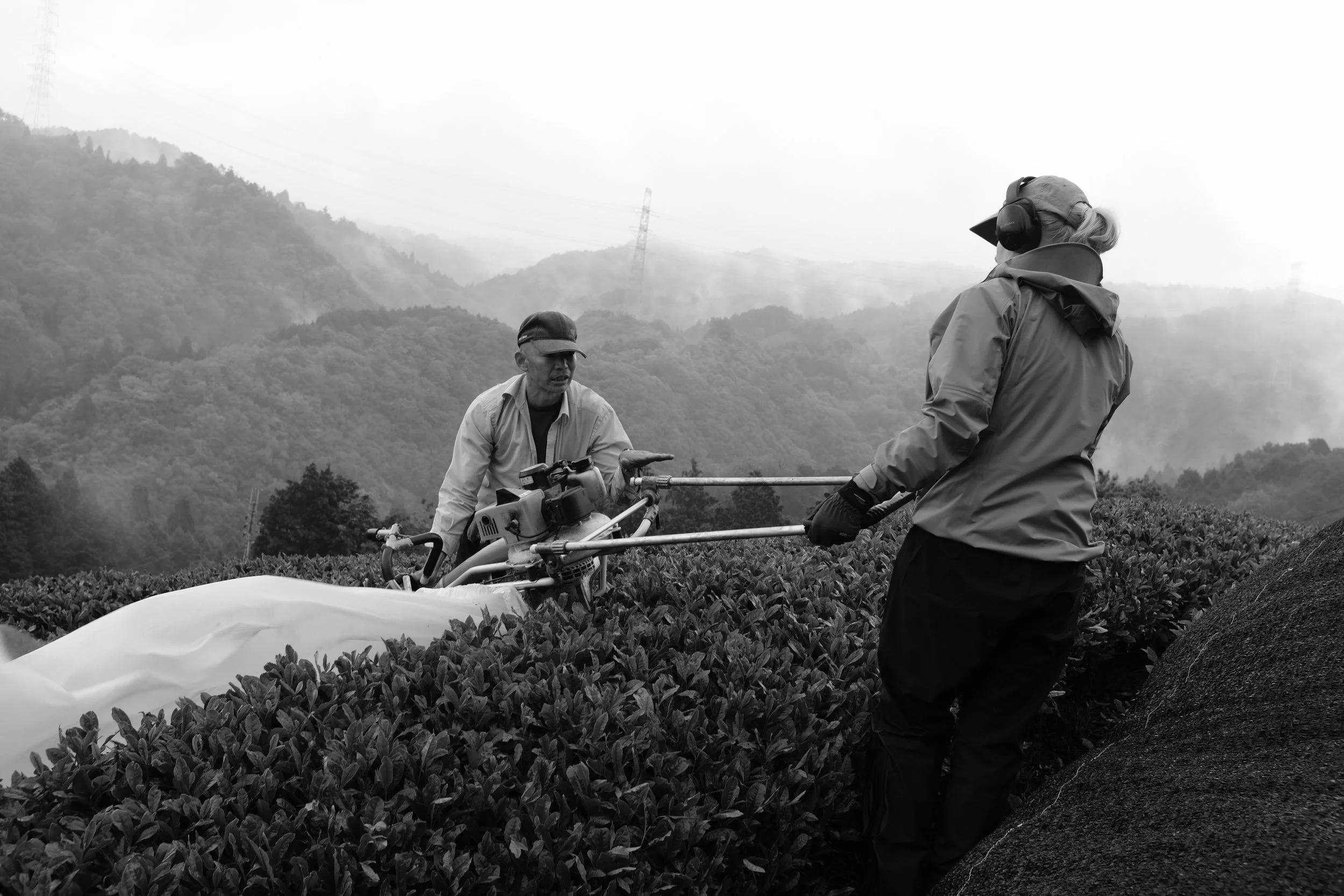 Wazuka spring harvest in the high mountain tea fields