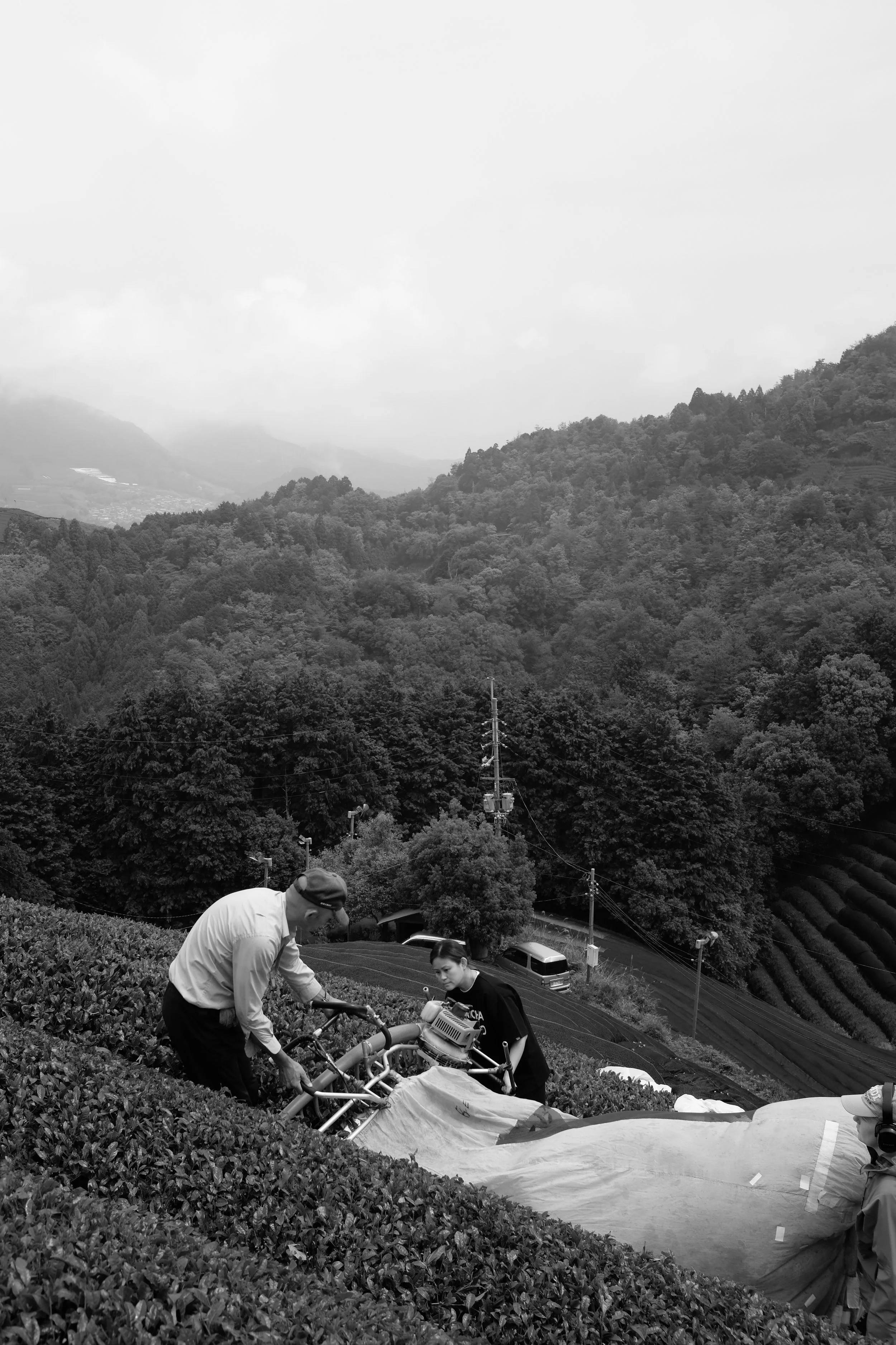 'Matcha Psycho' and 'Sencha Maniac' 